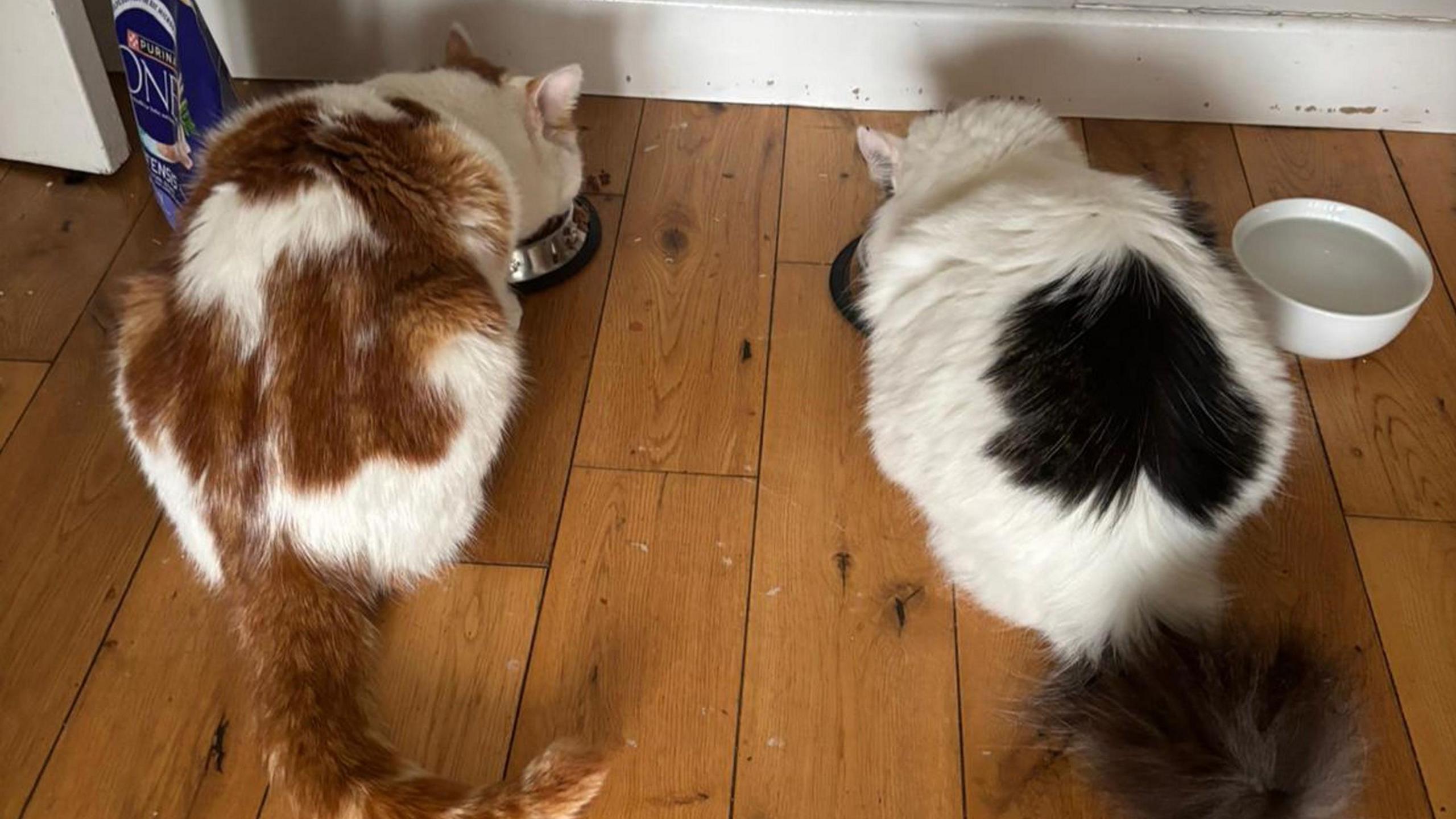 Beans and Missy the cats eating food from their bowls 