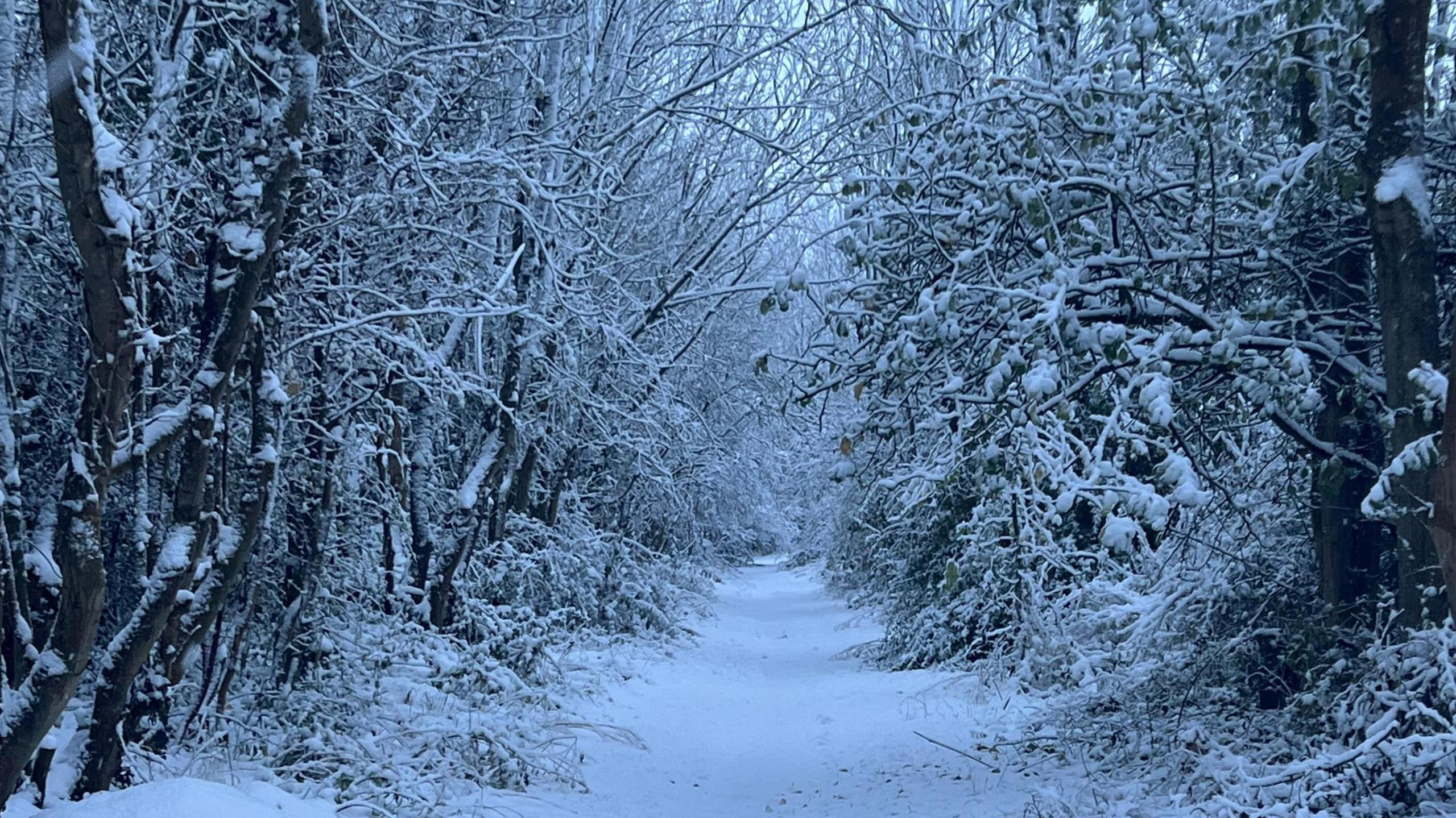 Snow-covered trees along the side of a woodland path.