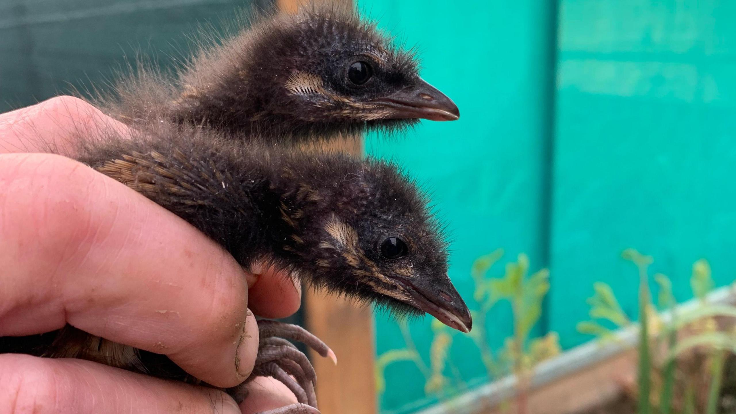Two brown chicks are held up for the camera. They are still fluffy and their necks are as wide as the fingers on the hand. Their feet are about twice the size of the fingernails.