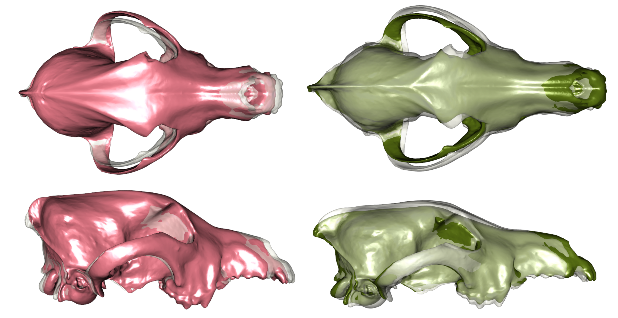 The researchers produced digital scans of each of the skulls they studied. The pink skull on the left in this image is a modern dog with a shorter snout and the green image on the right is a scan of a wolf skull. 
