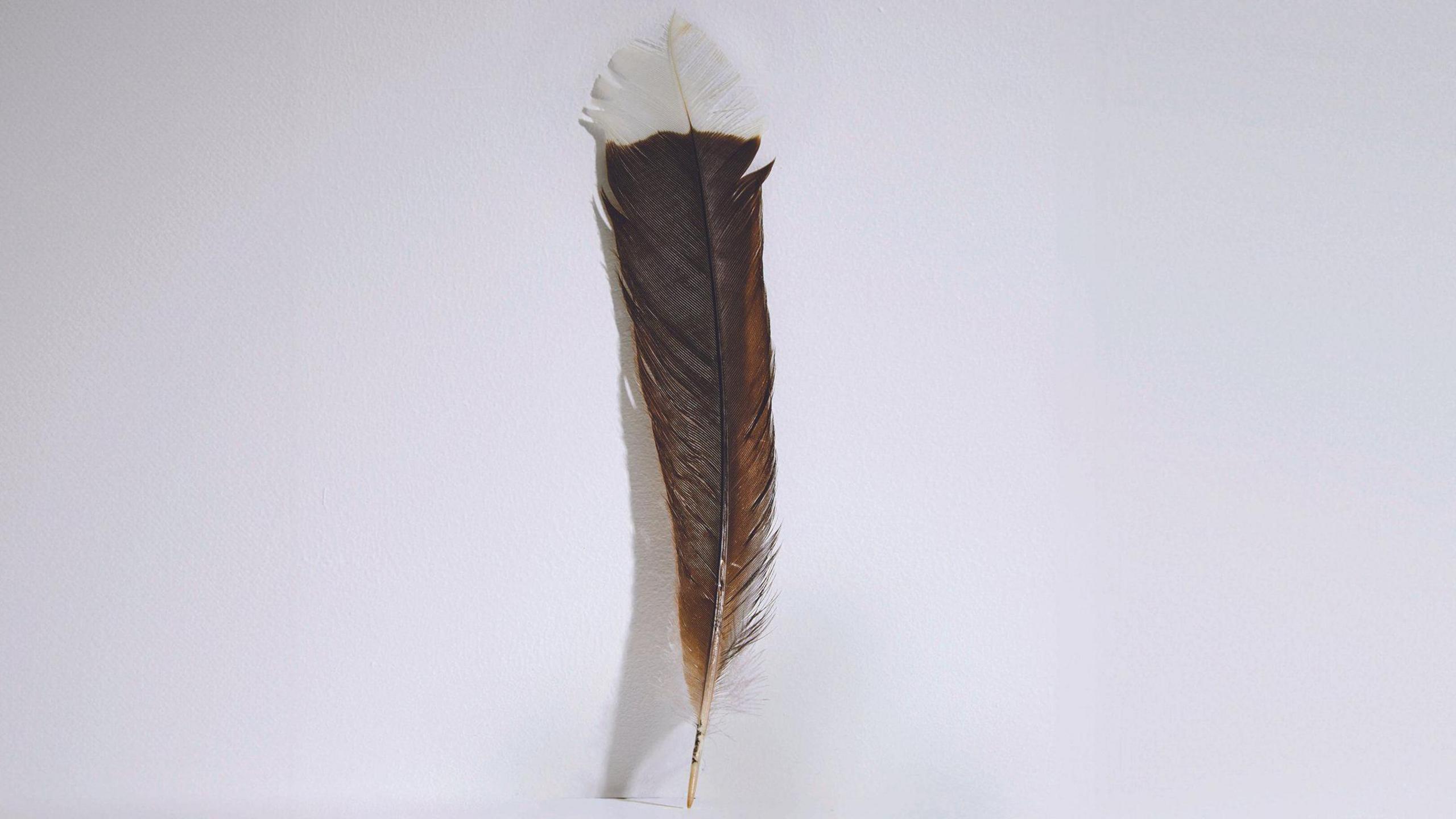 This single feather from an extinct huia bird was sold at ±’s Auction House in New Zealand