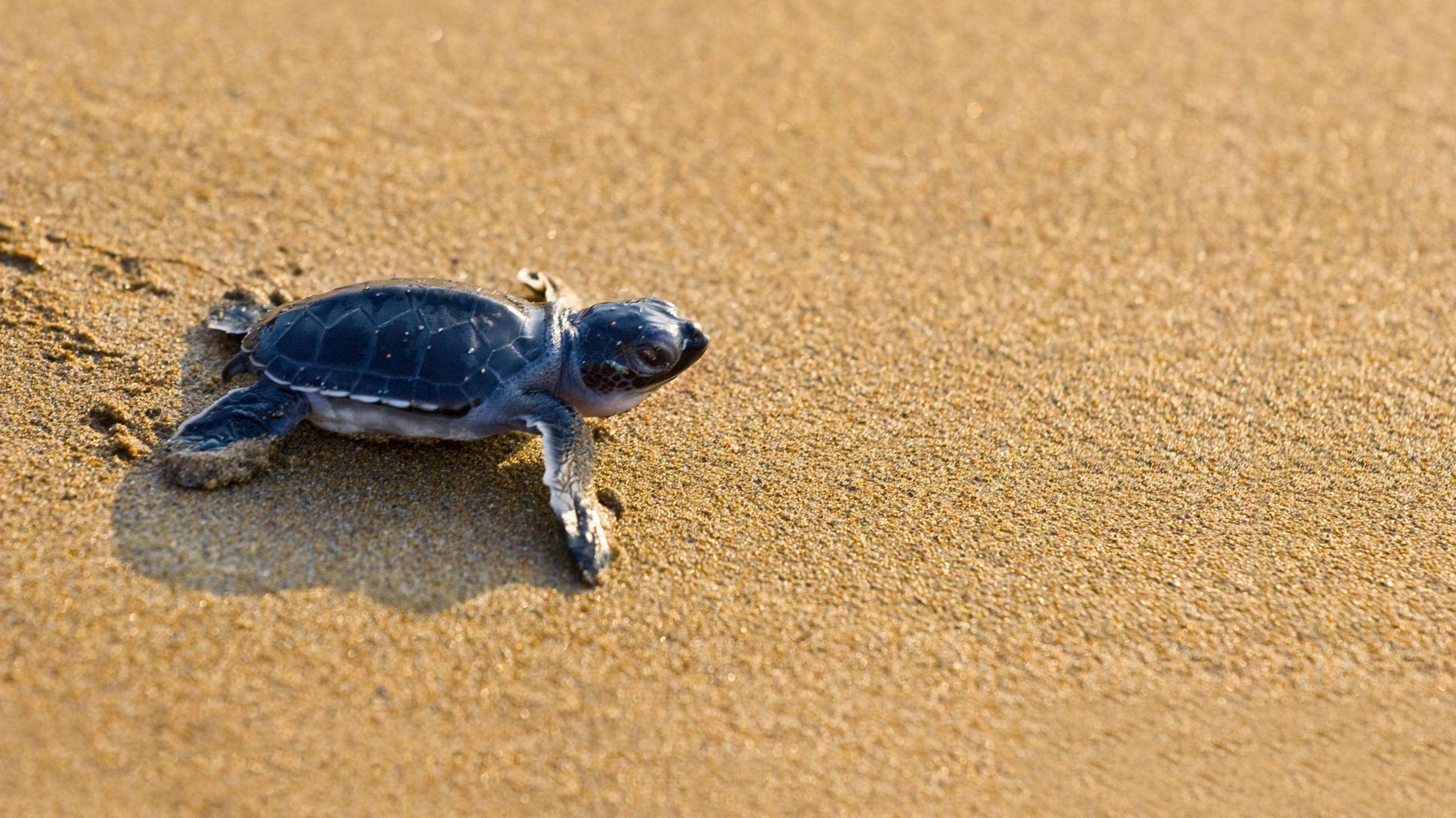 Loggerhead turtle 