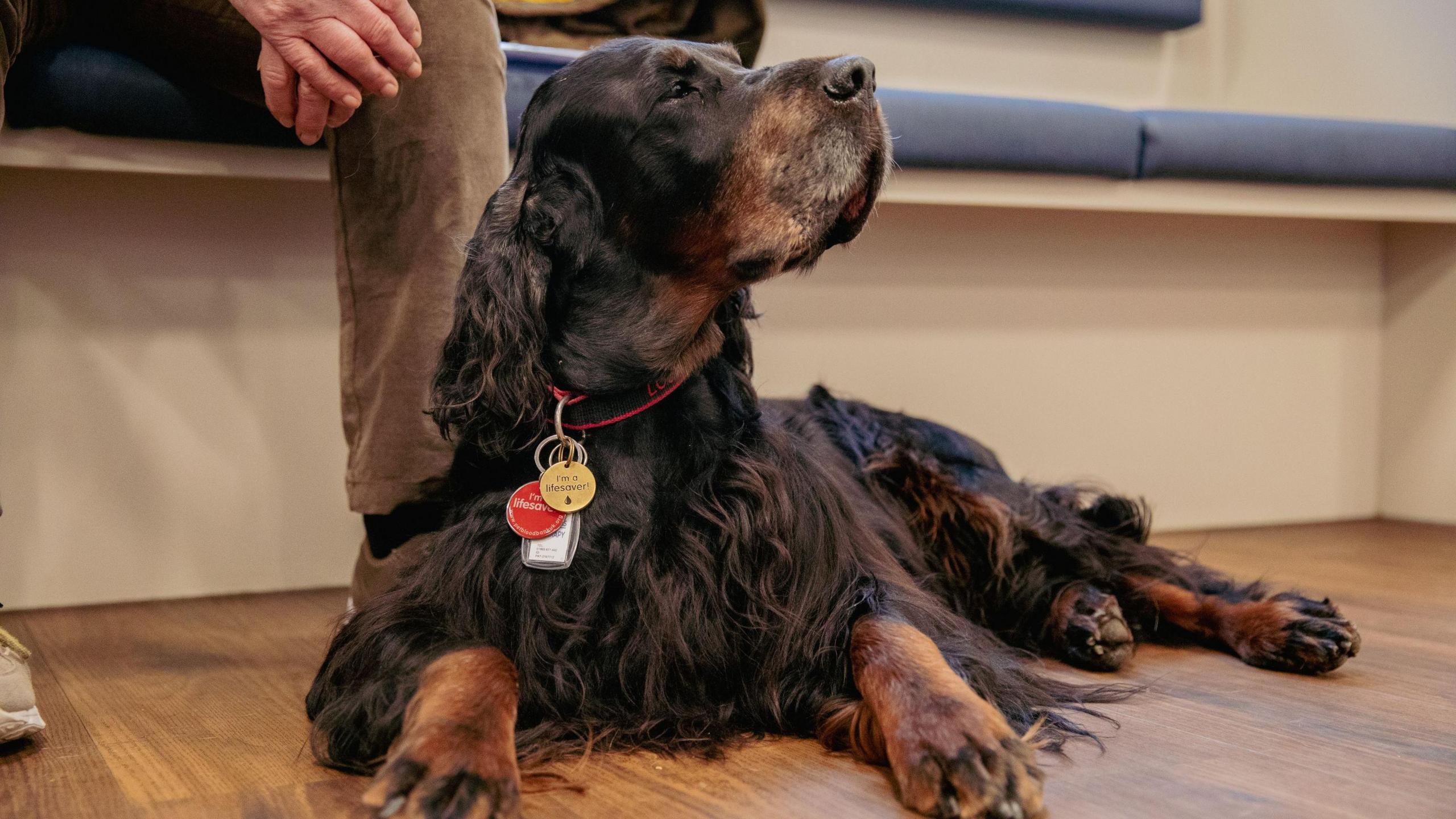 Sharwood the gordon setter 