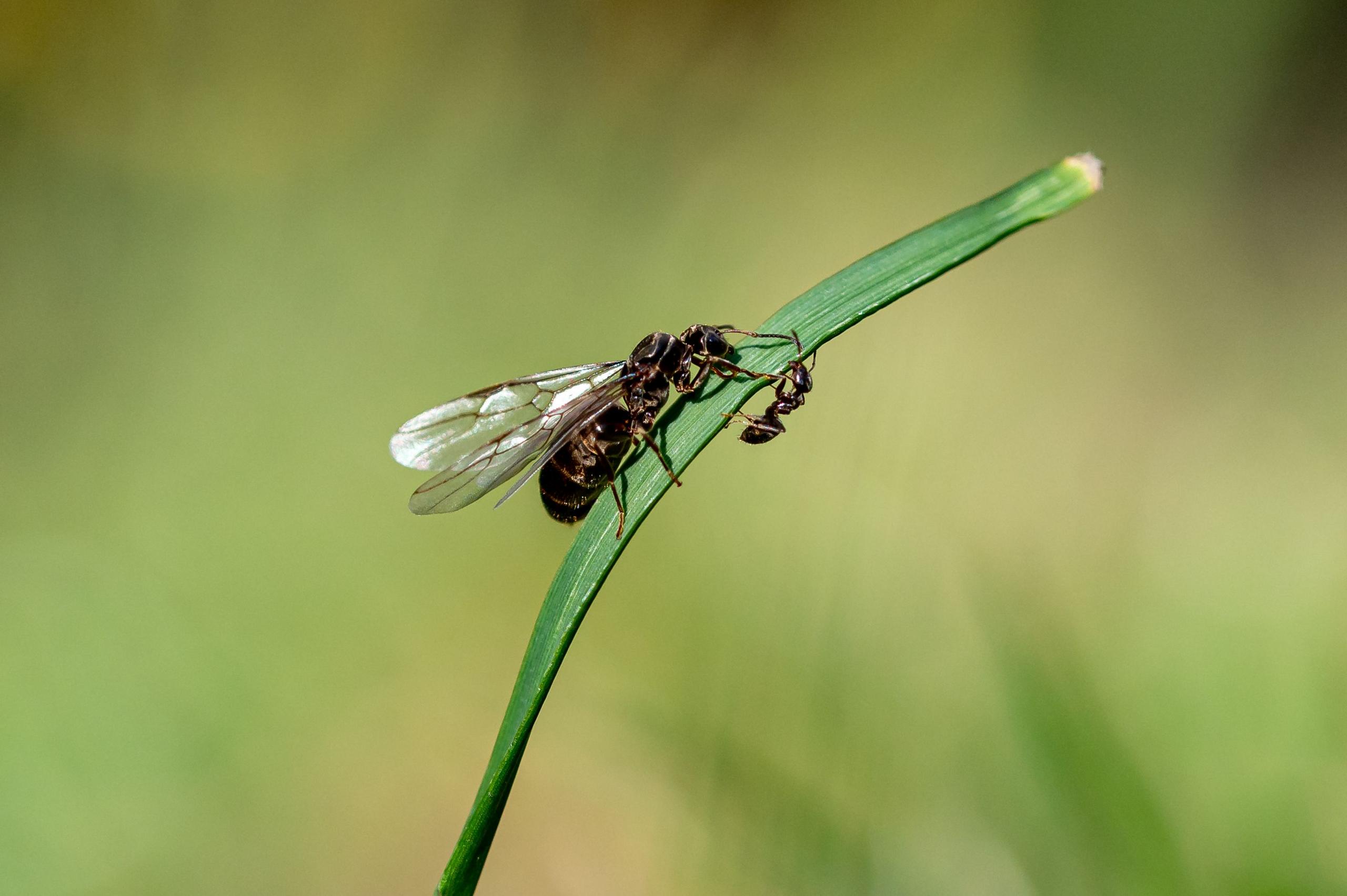 Flying Ant on a leaf next to a smaller Ant.