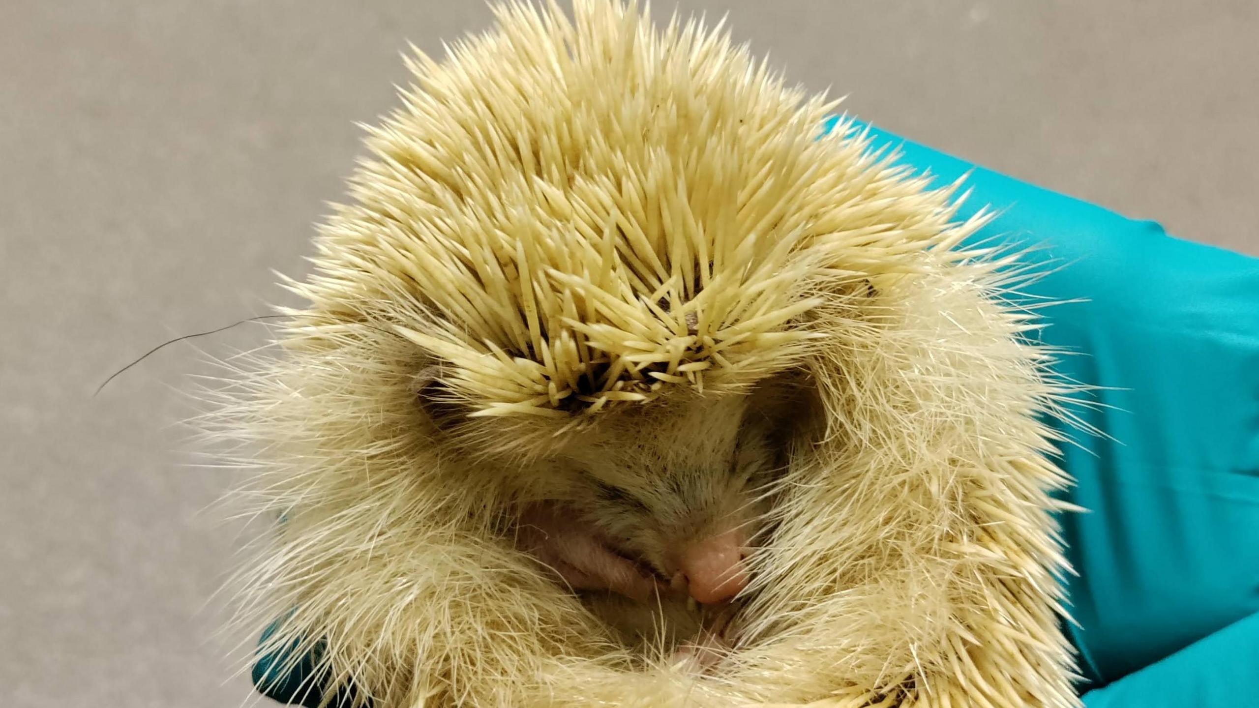 A blonde Alderney hedgehog is curled up in a pair of gloved hands. It has a furry face with its eyes closed and its body is curled into an oval of spikes.