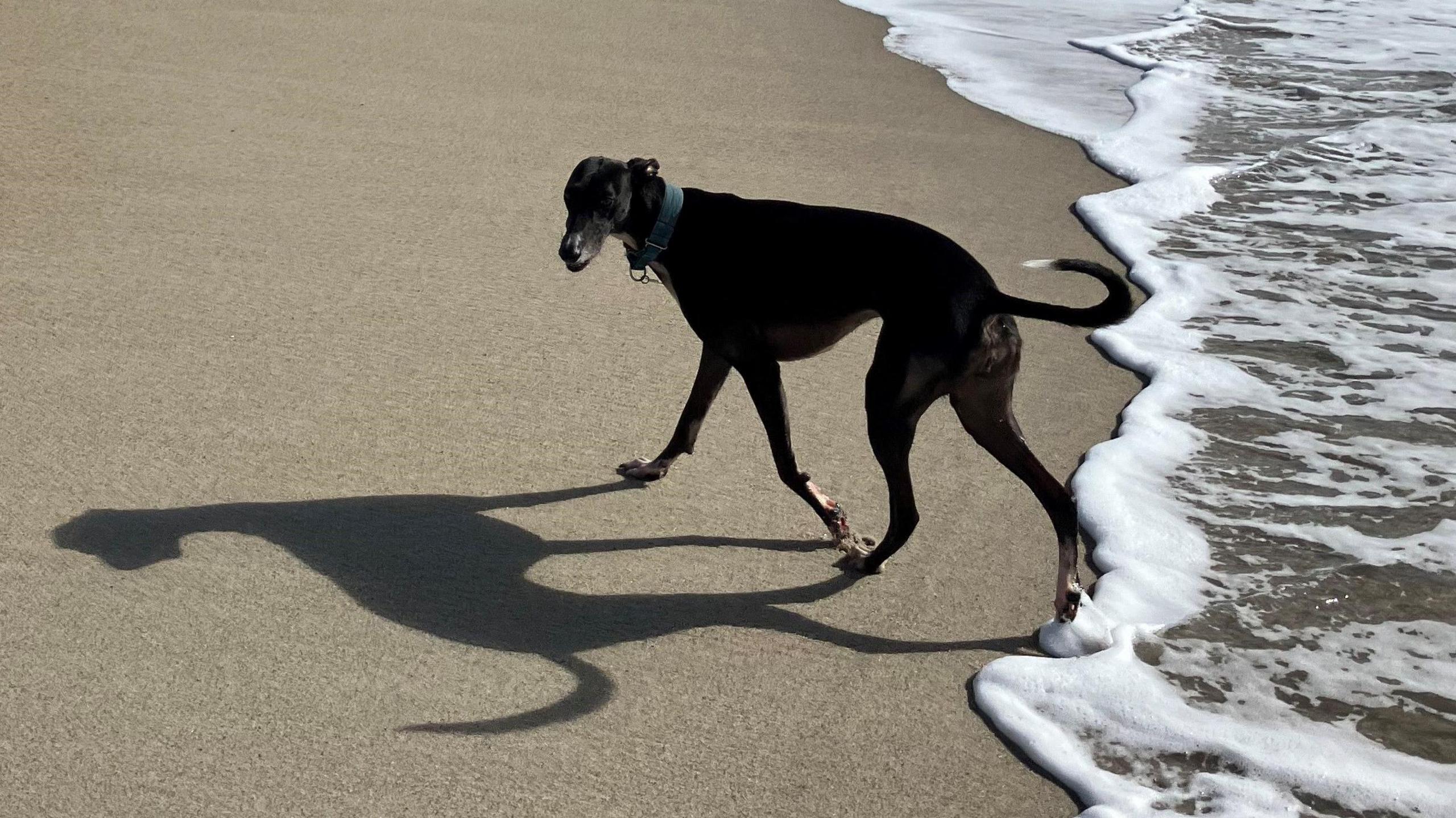 A greyhound-type dog running along a beach, with one back paw in the foam of the incoming tide.