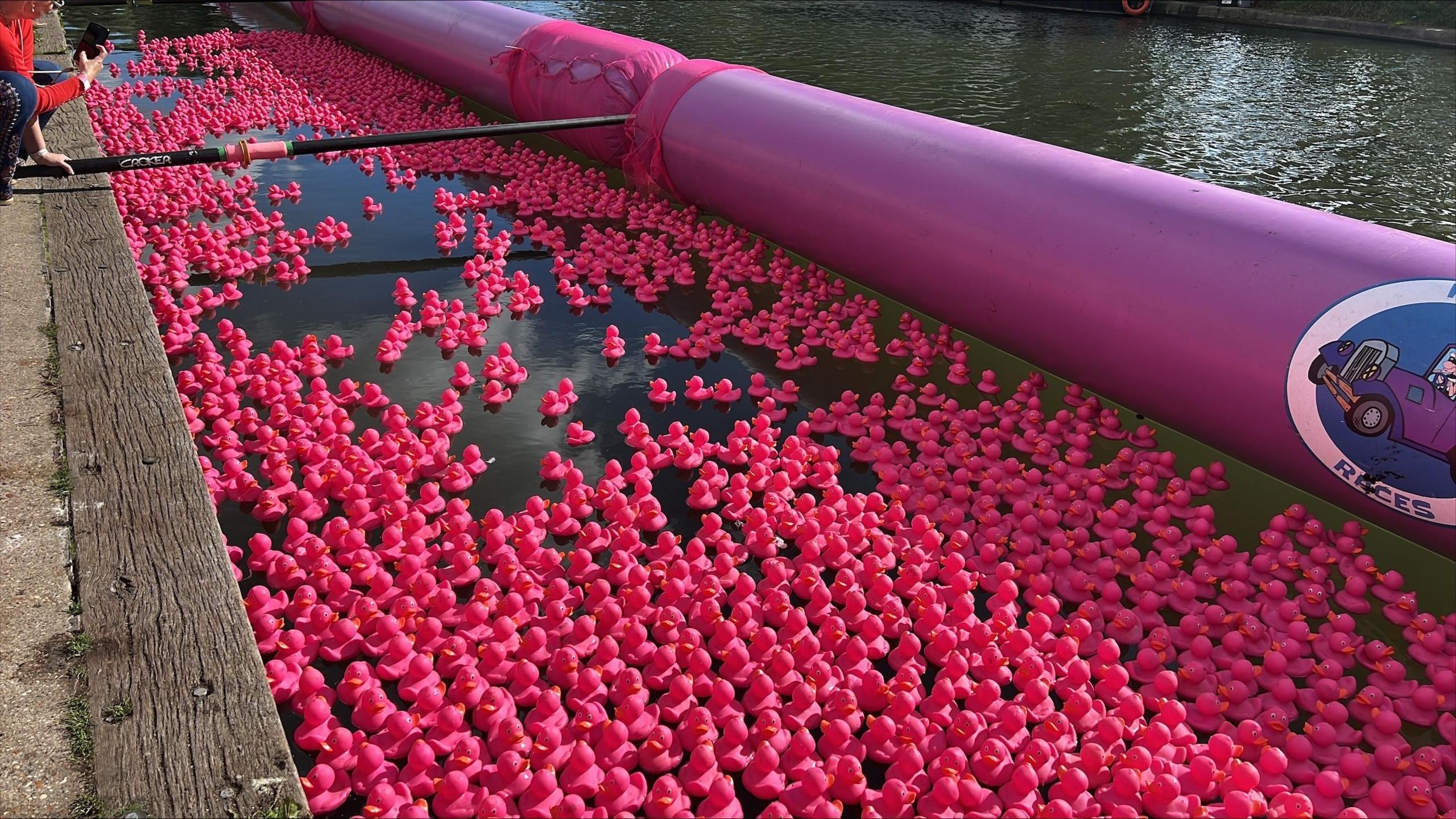 Thousands of pink rubber ducks fill a section of a river as seen from the riverside.