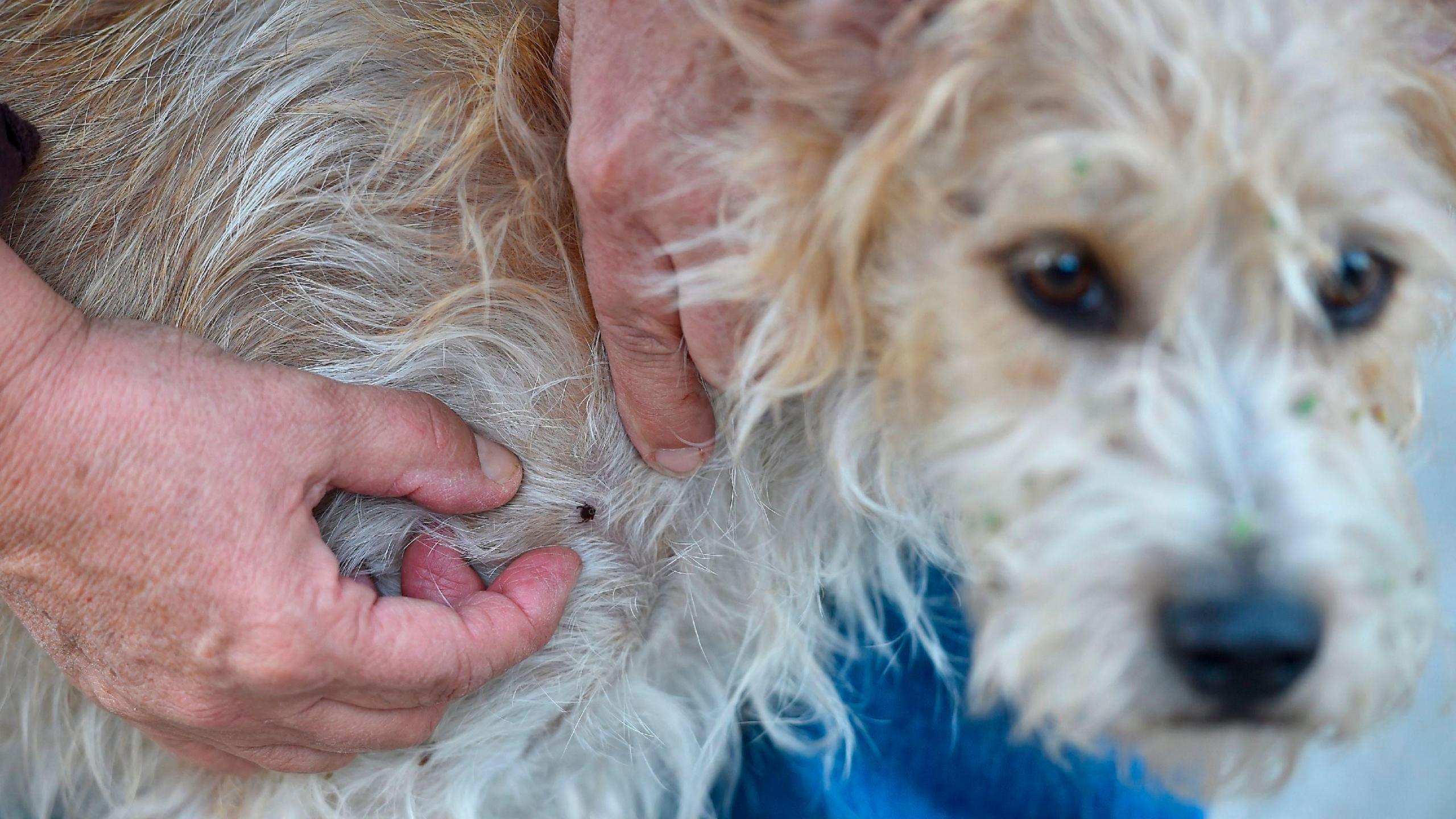 A blood-swollen tick is visible in the centre of the image, latched onto the dog's skin, with a man's hands parting the fur to show the parasite. Out of focus on the front right of the photo is a slightly worried looking white terrier with fleck of green leaves in the fur on his black nose.