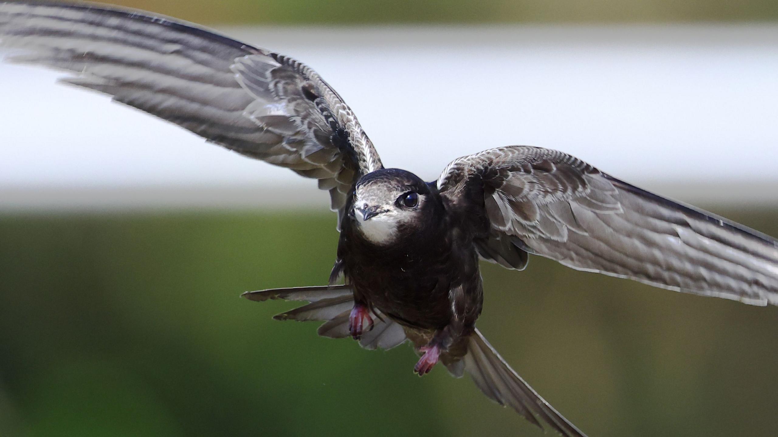 A swift in flight