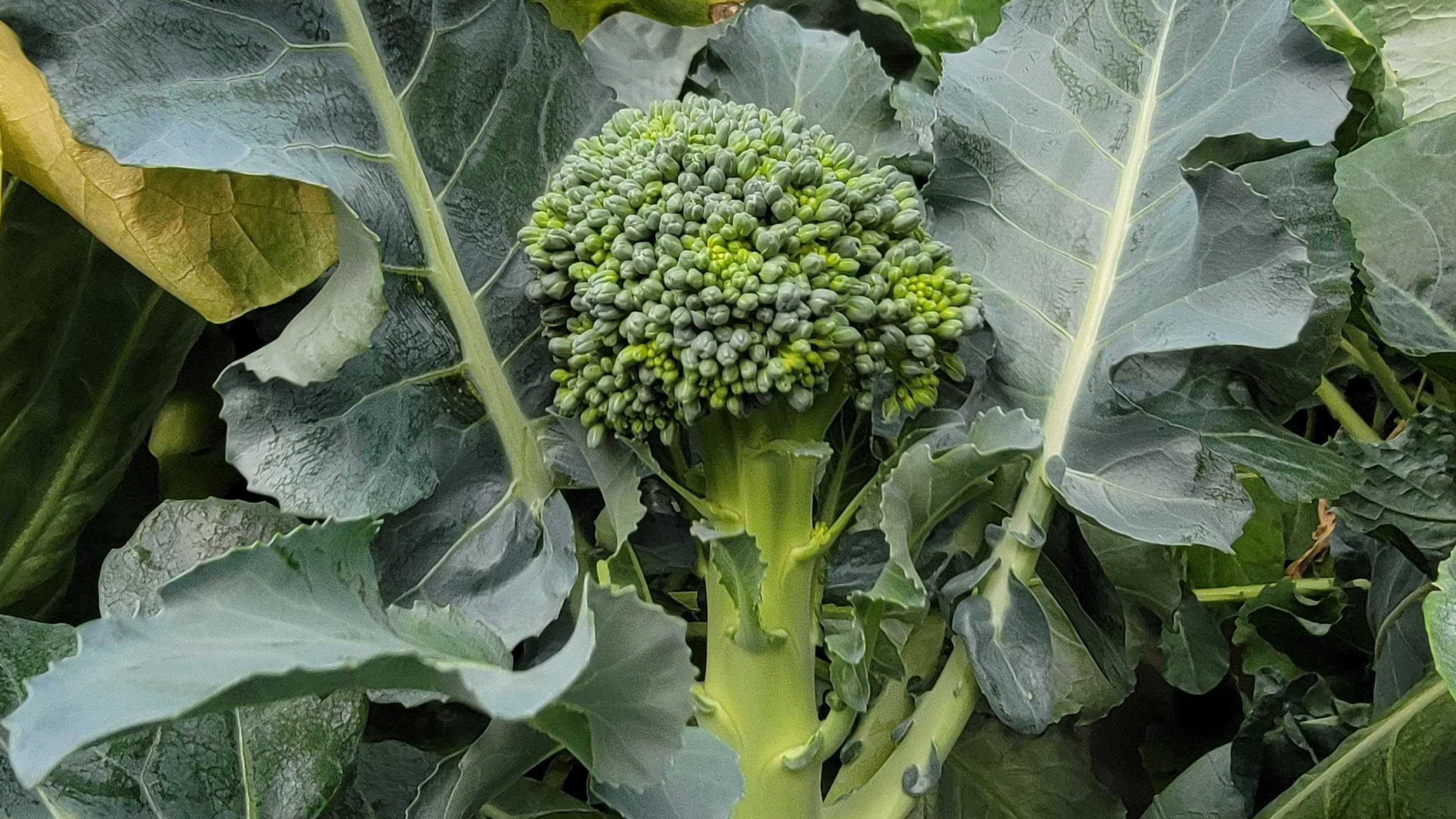 Avalo broccoli