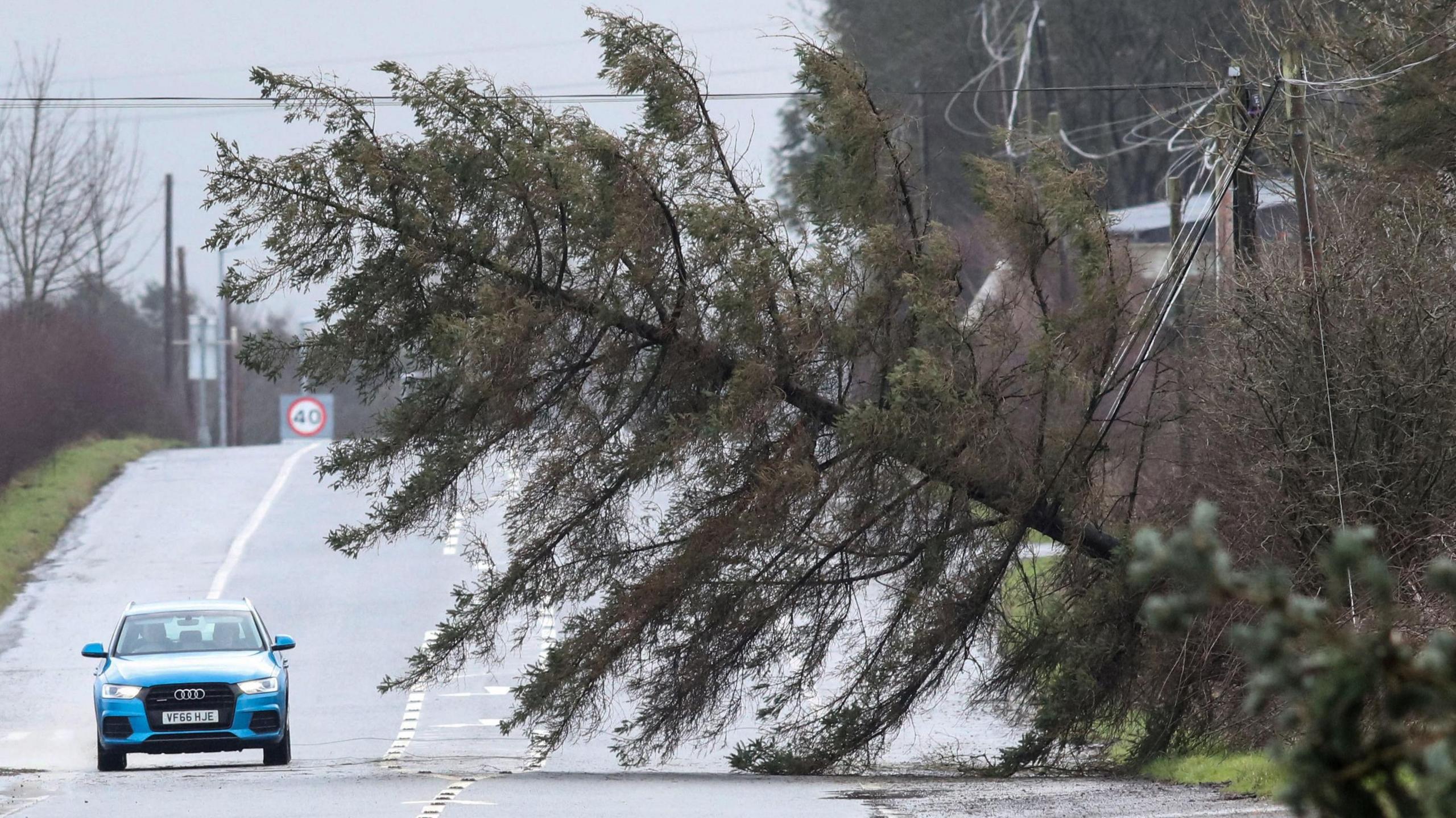 A blue car drives past a large fall tree lying across the road. Another tree has also been uprooted and is lying on the road.