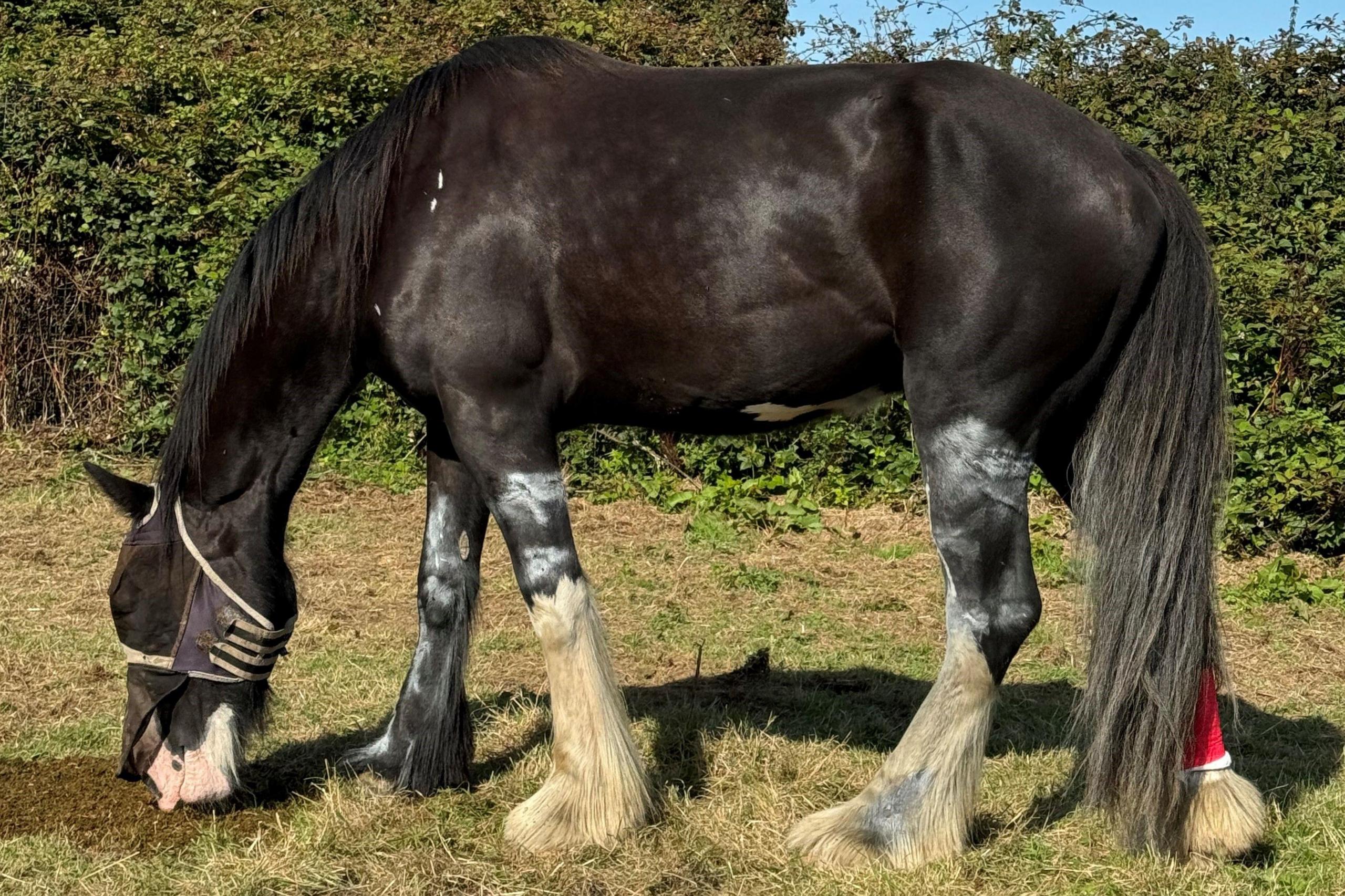 Horse munching grass in a field