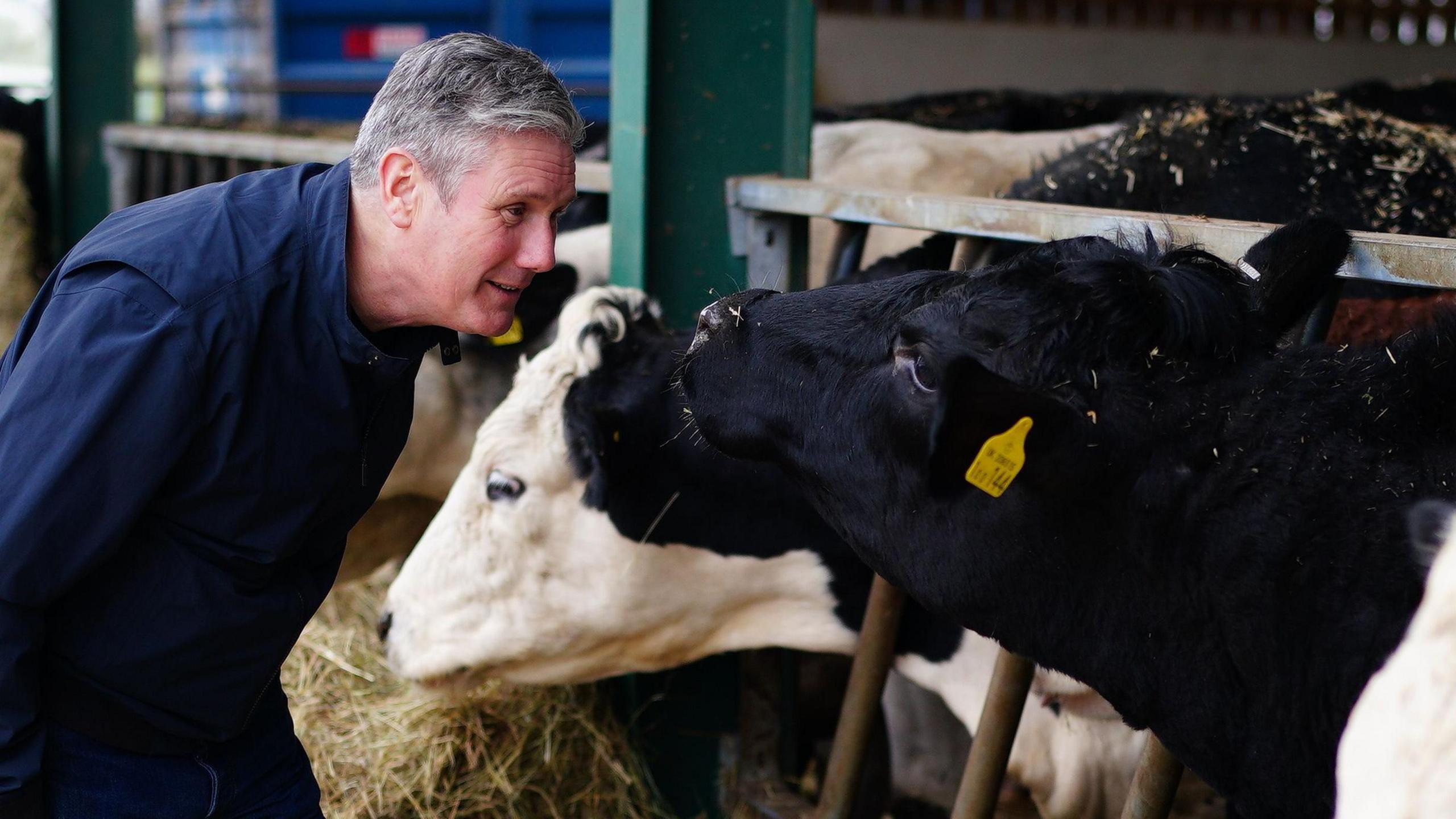 Sir Keir Starmer looks at a cow while wearing blue overalls during a visit to a farm in Solihull, West Midlands.