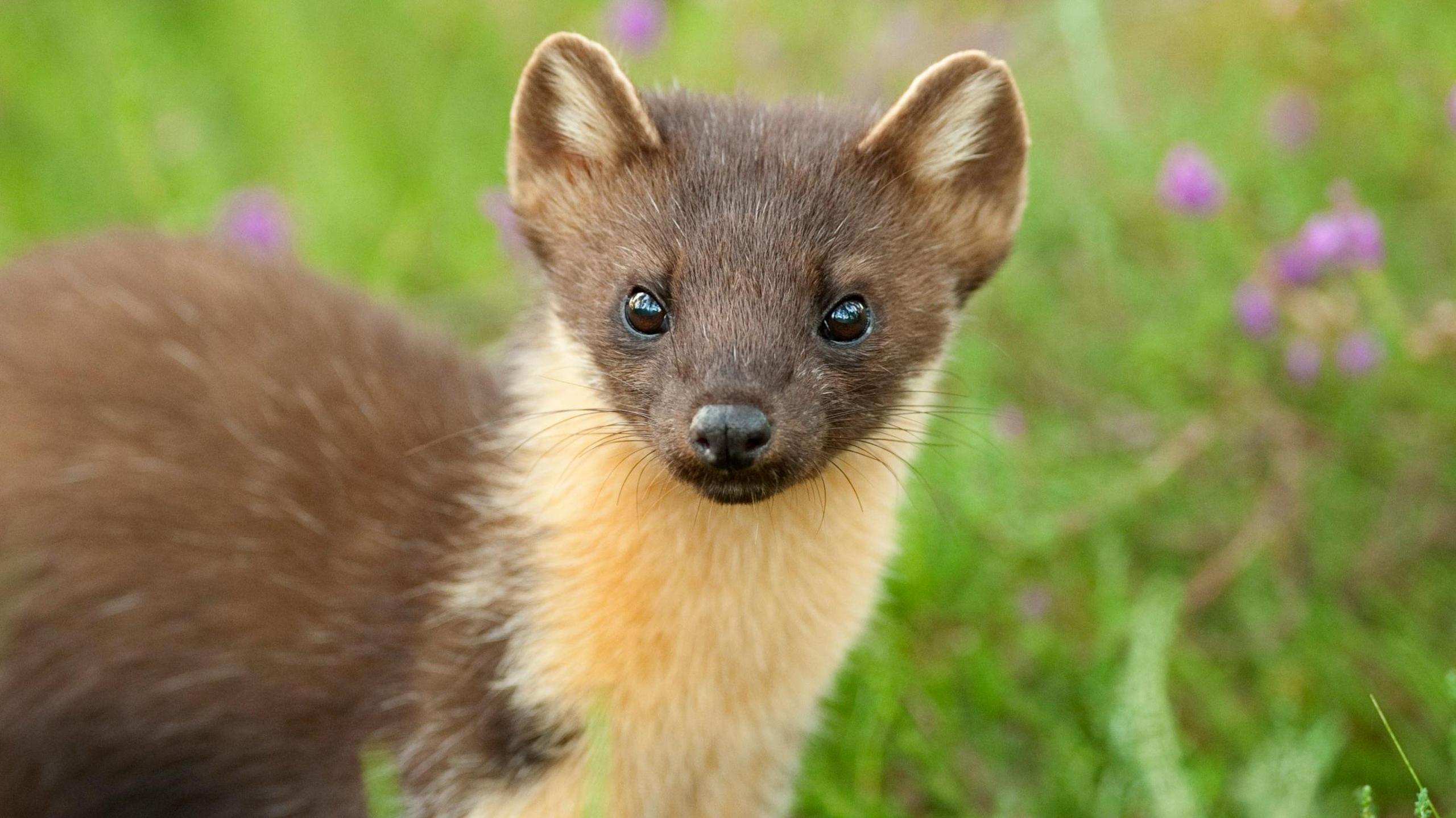 A brown and white pine marten in a field of green grass and purple flowers. It has a long, stoat-line snout. Its face and body is brown but it has cream fur on its long neck. It has dark eyes and pointed ears.