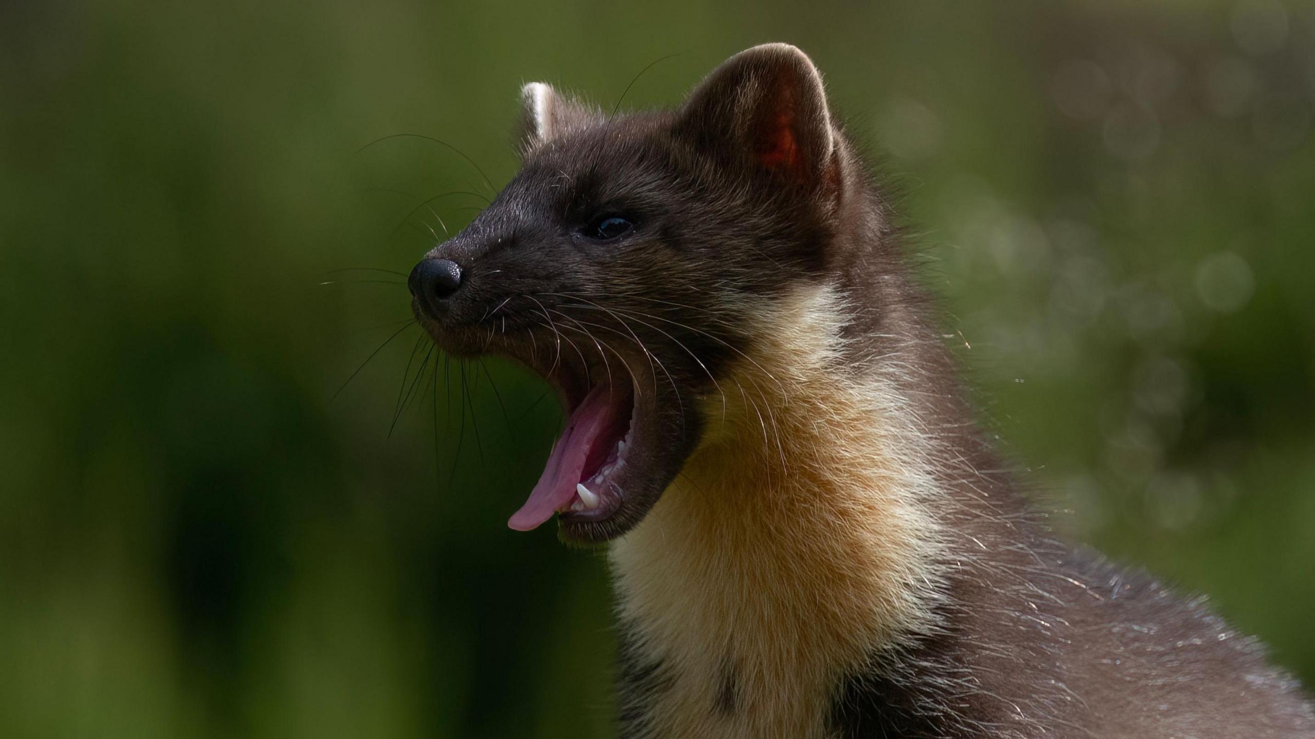  A small weasel like creature that has a long body and long bushy tail. It is light brown in colour with a cream neck and collar. It has its mouth open as if it is yawning. 