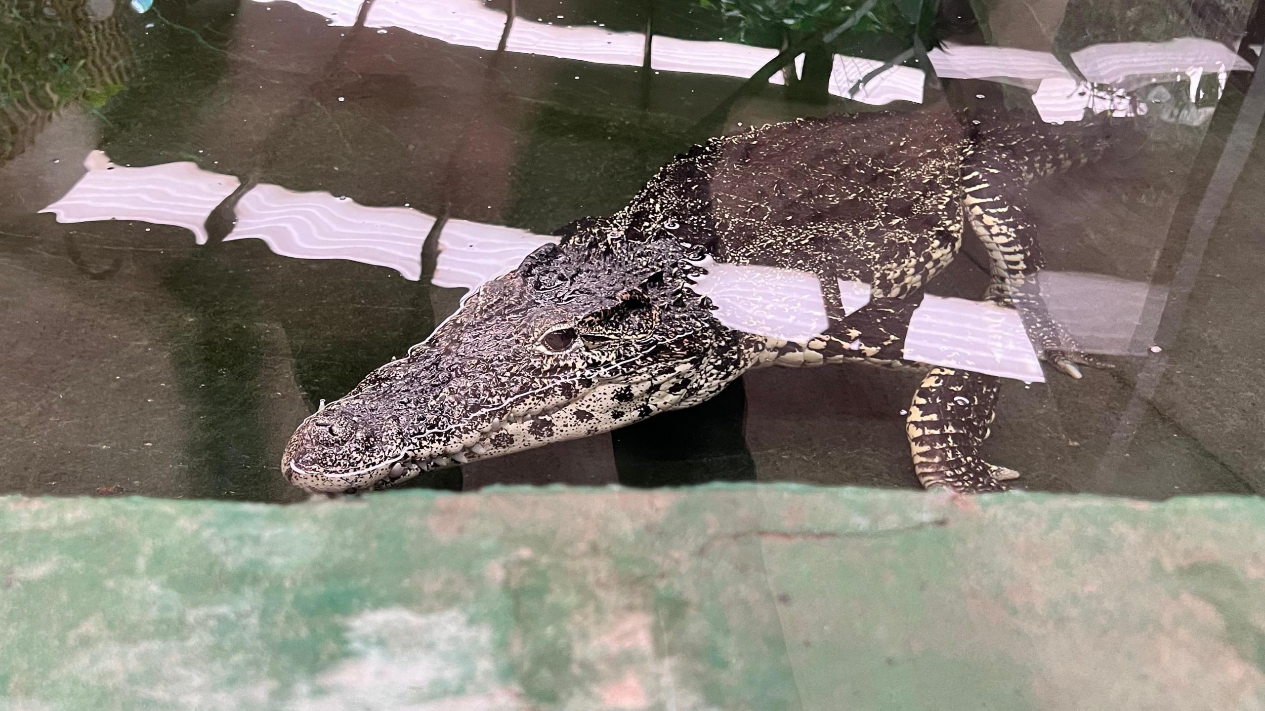 A crocodile floating in the water inside an enclosure at the animal park