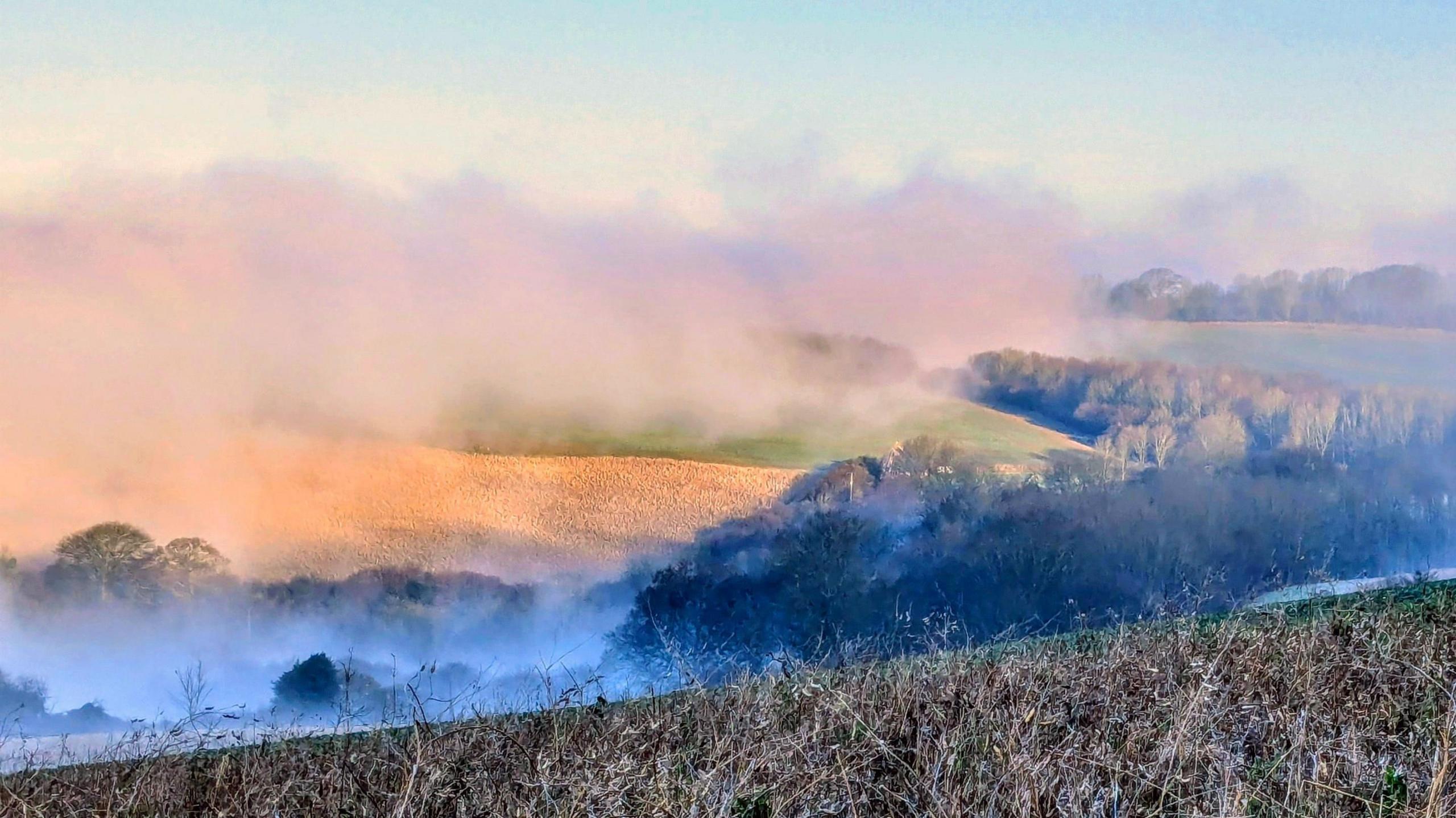 Fog creeping over the trees on a hill. There are clusters of trees and twig like grass at the forefront of the image. 