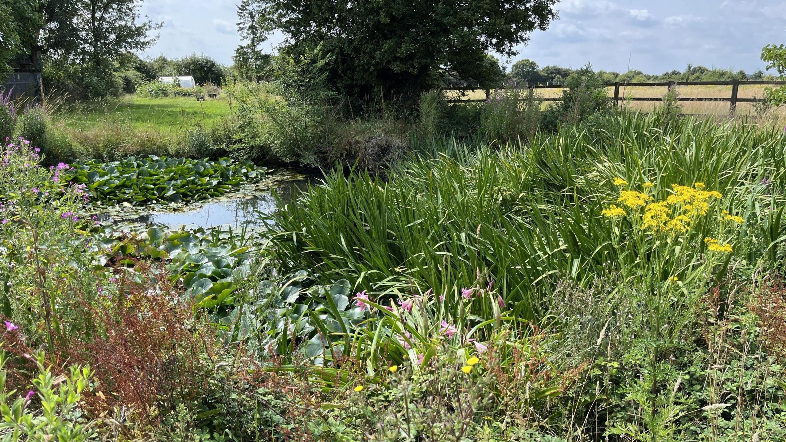 A lake with overgrown flowers and greenery at its side, with fields beyond it. 