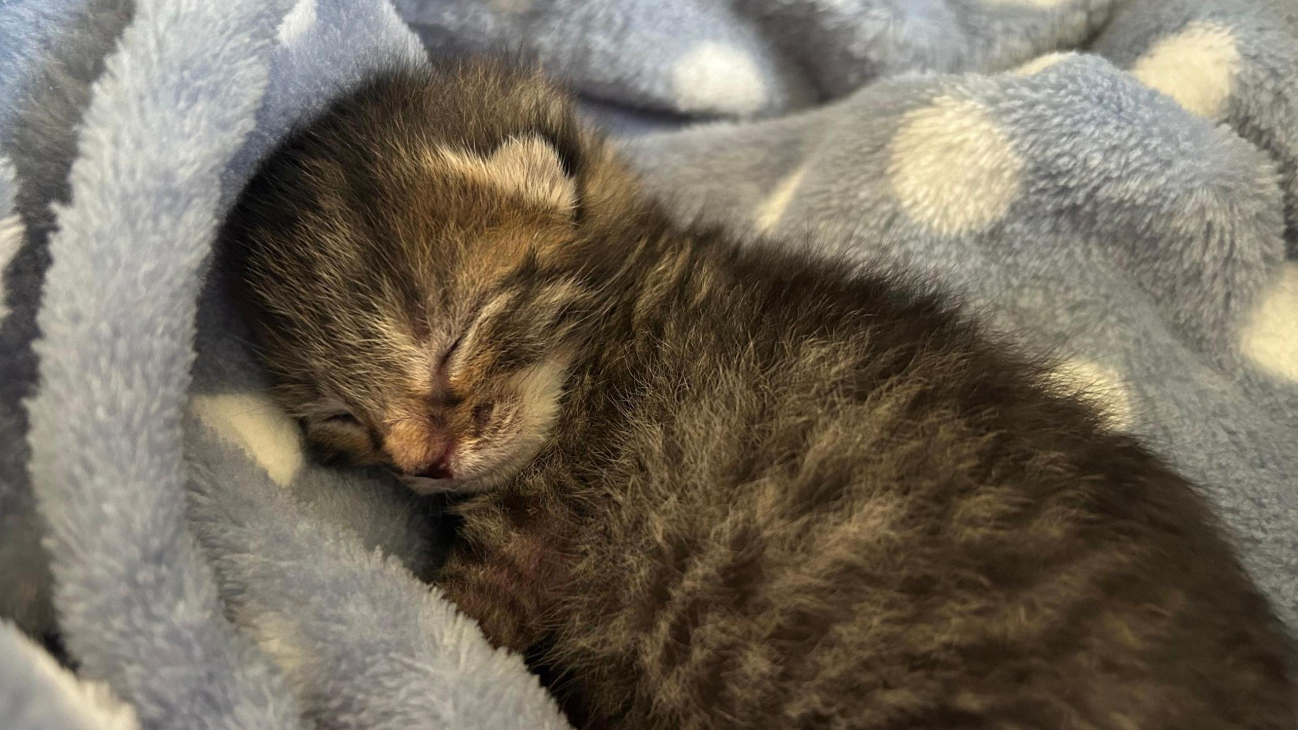 A small tabby kitten sleeps nestled in a blue blanket.