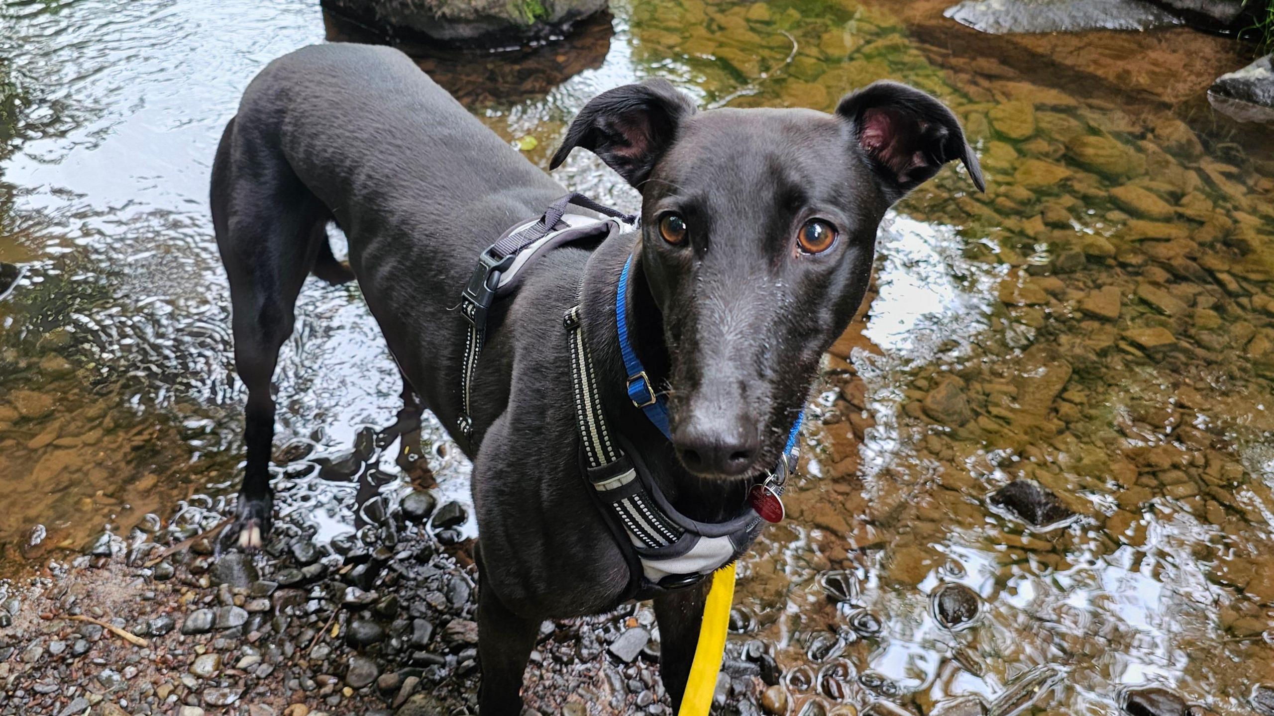 A black greyhound stands in a  shallow stream, surrounded by pebbles and rocks, with bright green moss and rocks. The dog looks into the camera, wearing a yellow lead.