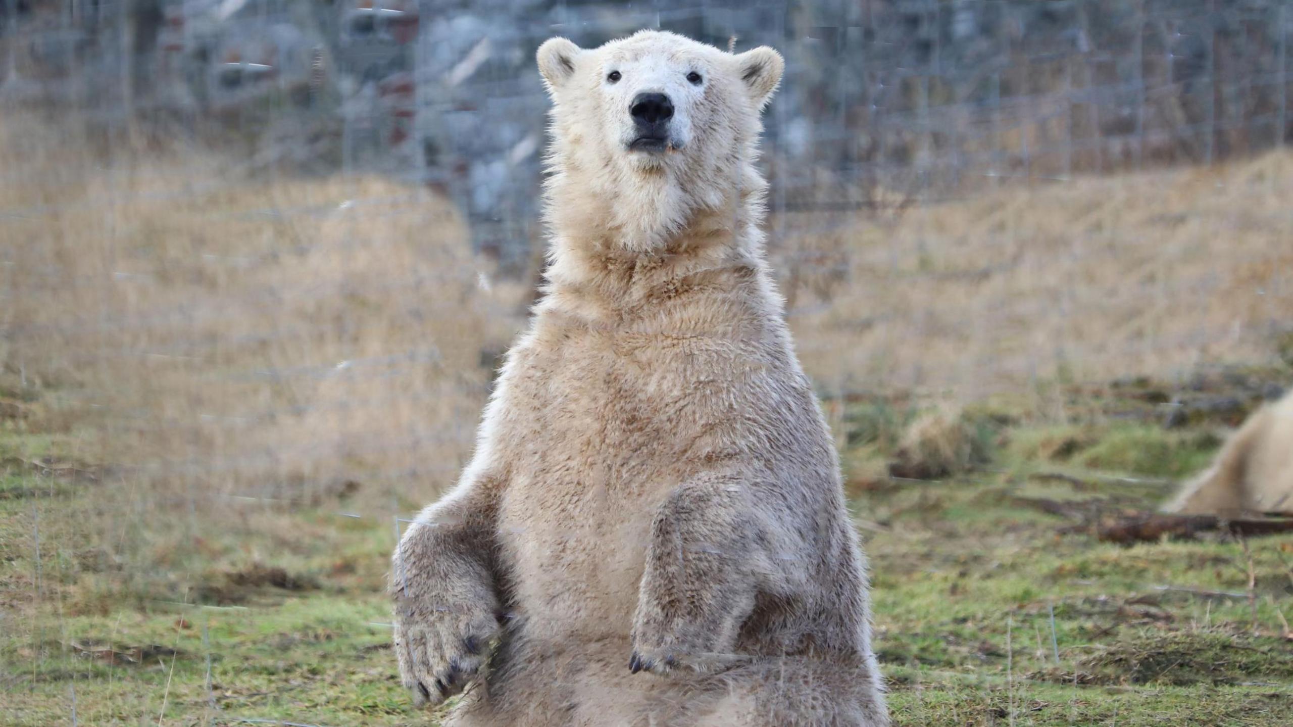 Brodie is standing up on his back legs in a grassy enclosure. He is a big bear with muddy white fur, black eyes and a black nose. He is looking inquisitively towards the camera. 