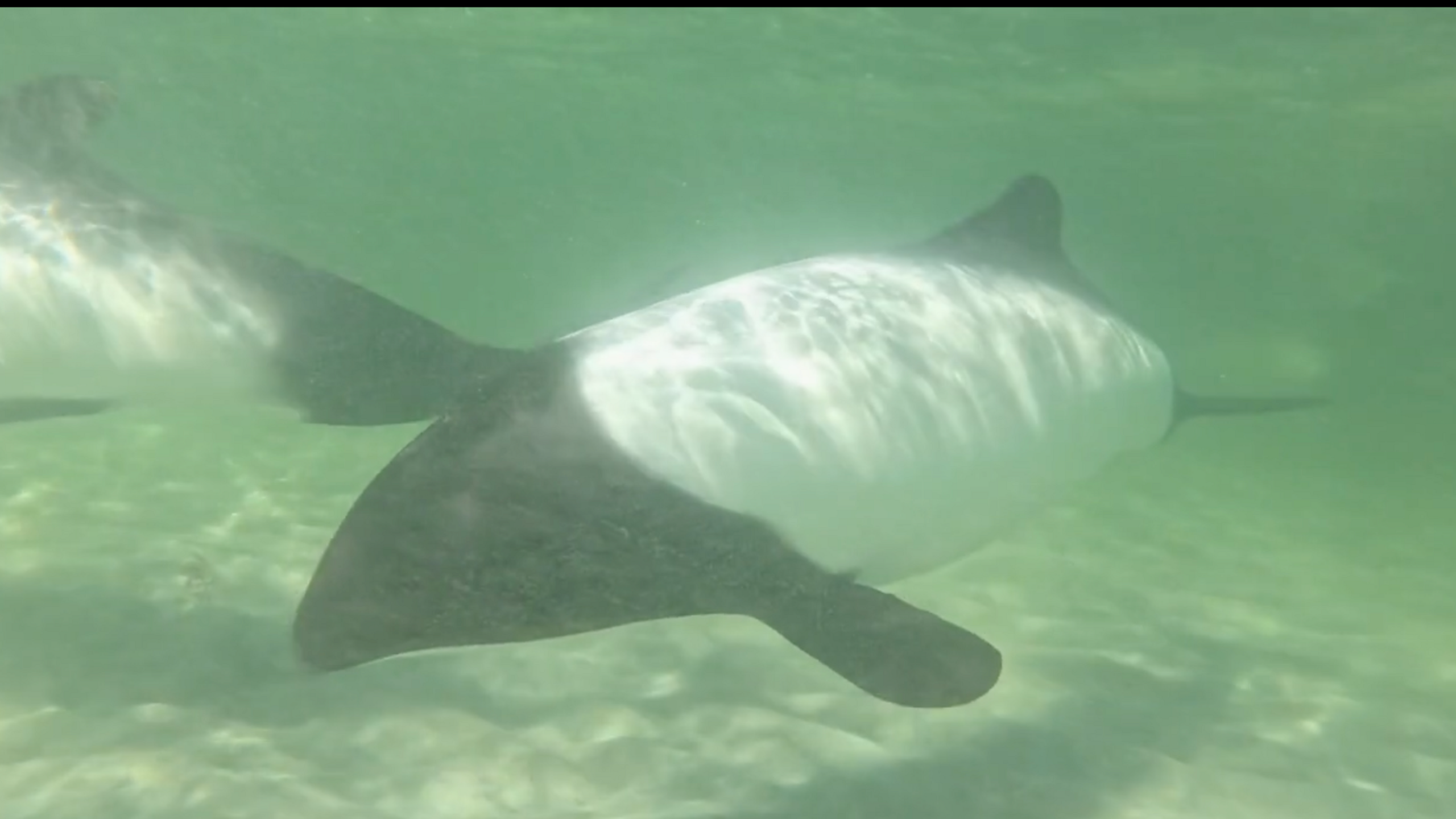 Underwater wildlife Michael Begg encountered