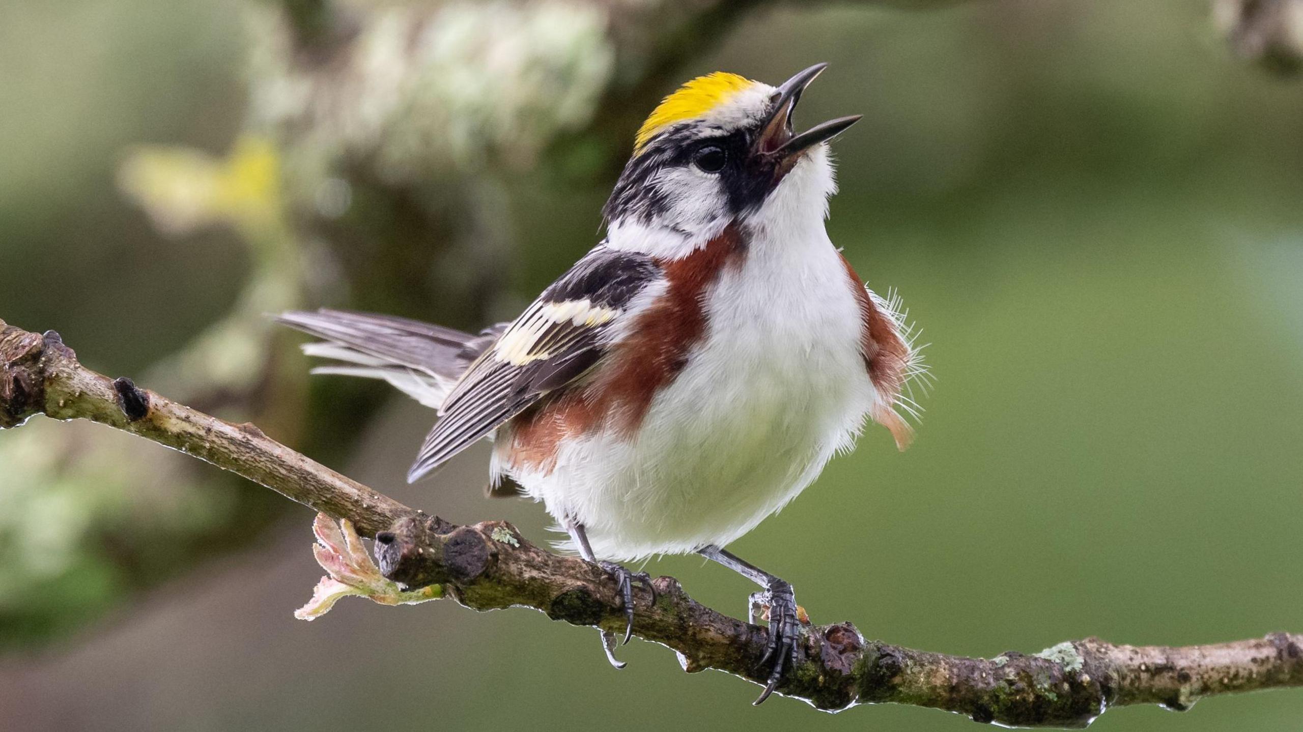 A  Chestnut Sided Warbler on a tree branch