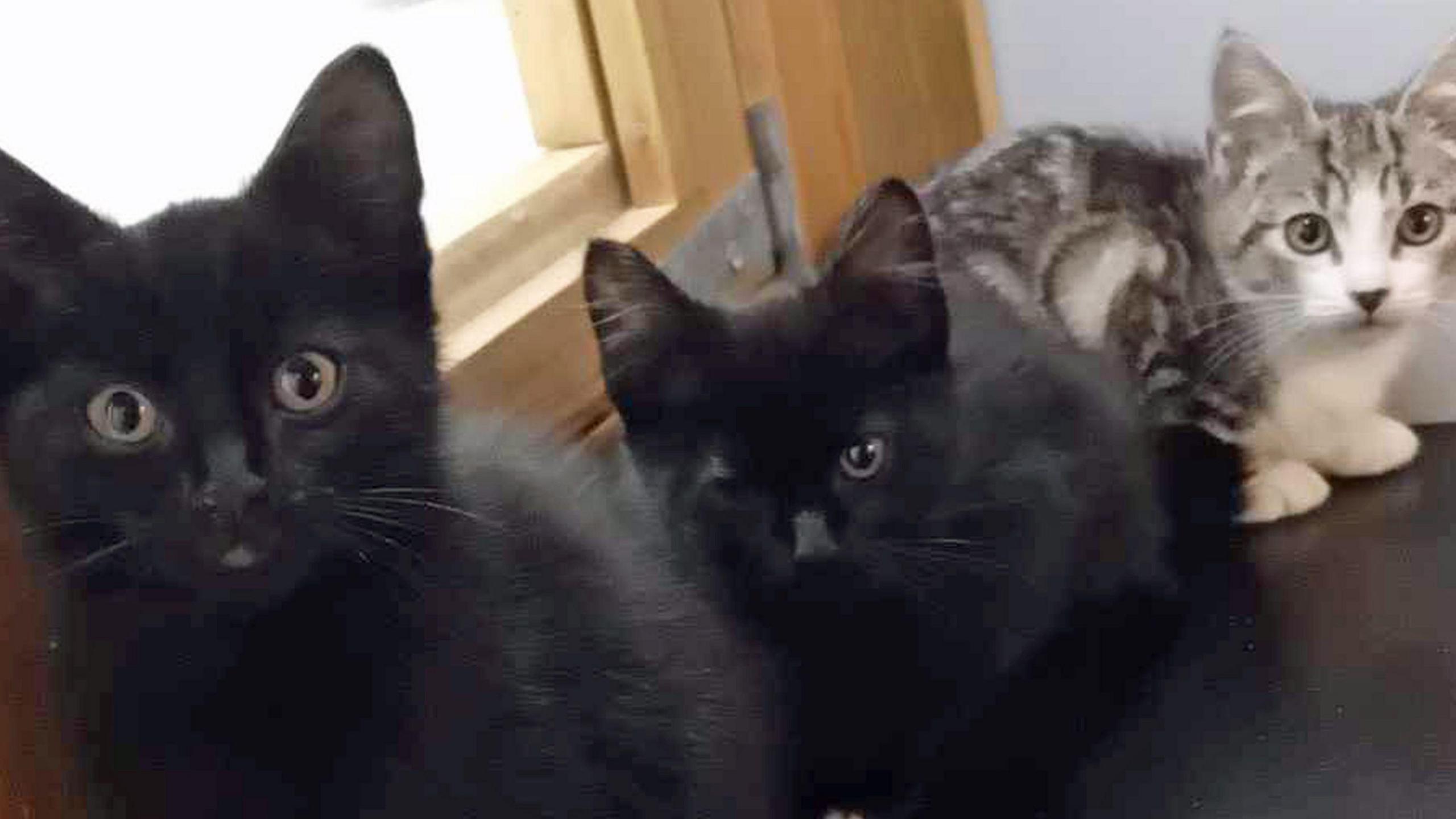 Three kittens, two black and one white and brown looking into the camera.