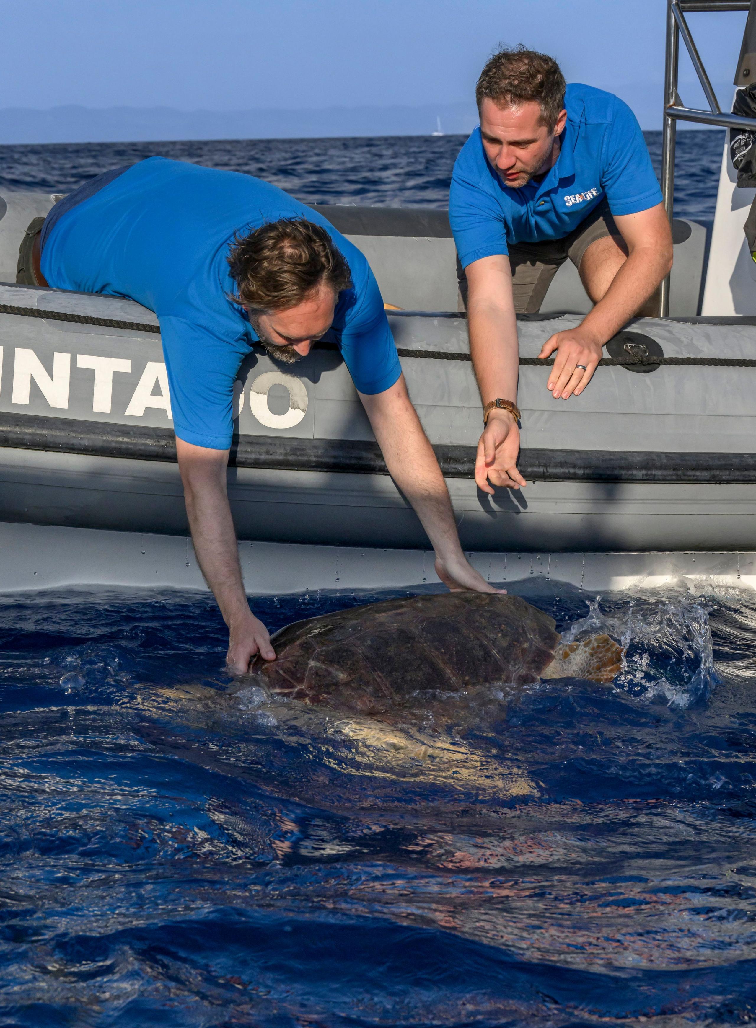 SeaLife curators Todd German from SeaLife Scarborough and Scott Blacker from SeaLife Blackpool releasing Nazaré a loggerhead sea turtle into the sea off the coast of Horta in the Azores. The men are wearing blue shirts and are on a small grey boat.