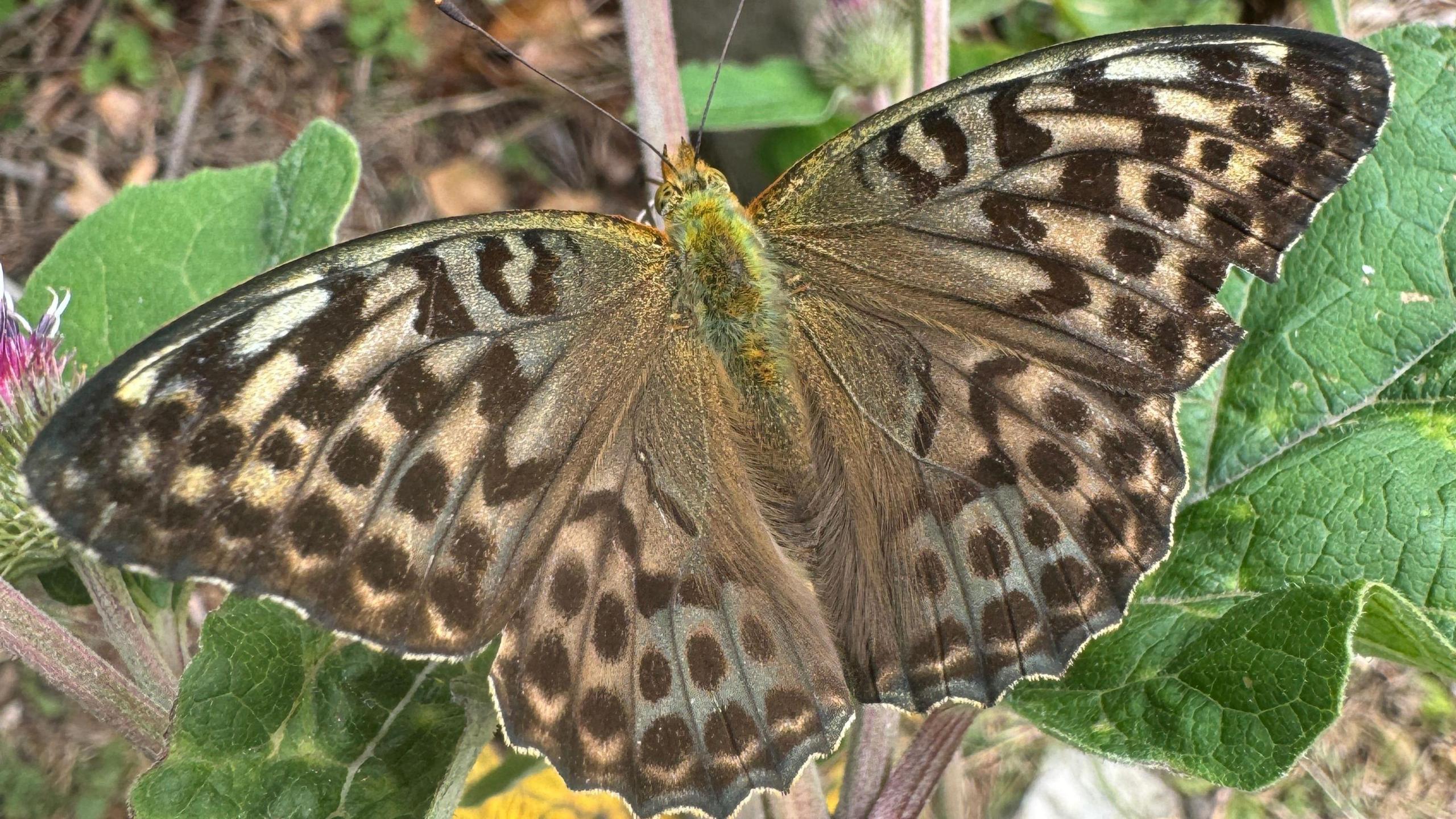 A brown moth with a furry body perched on some leaves. Its wings are outstretched.