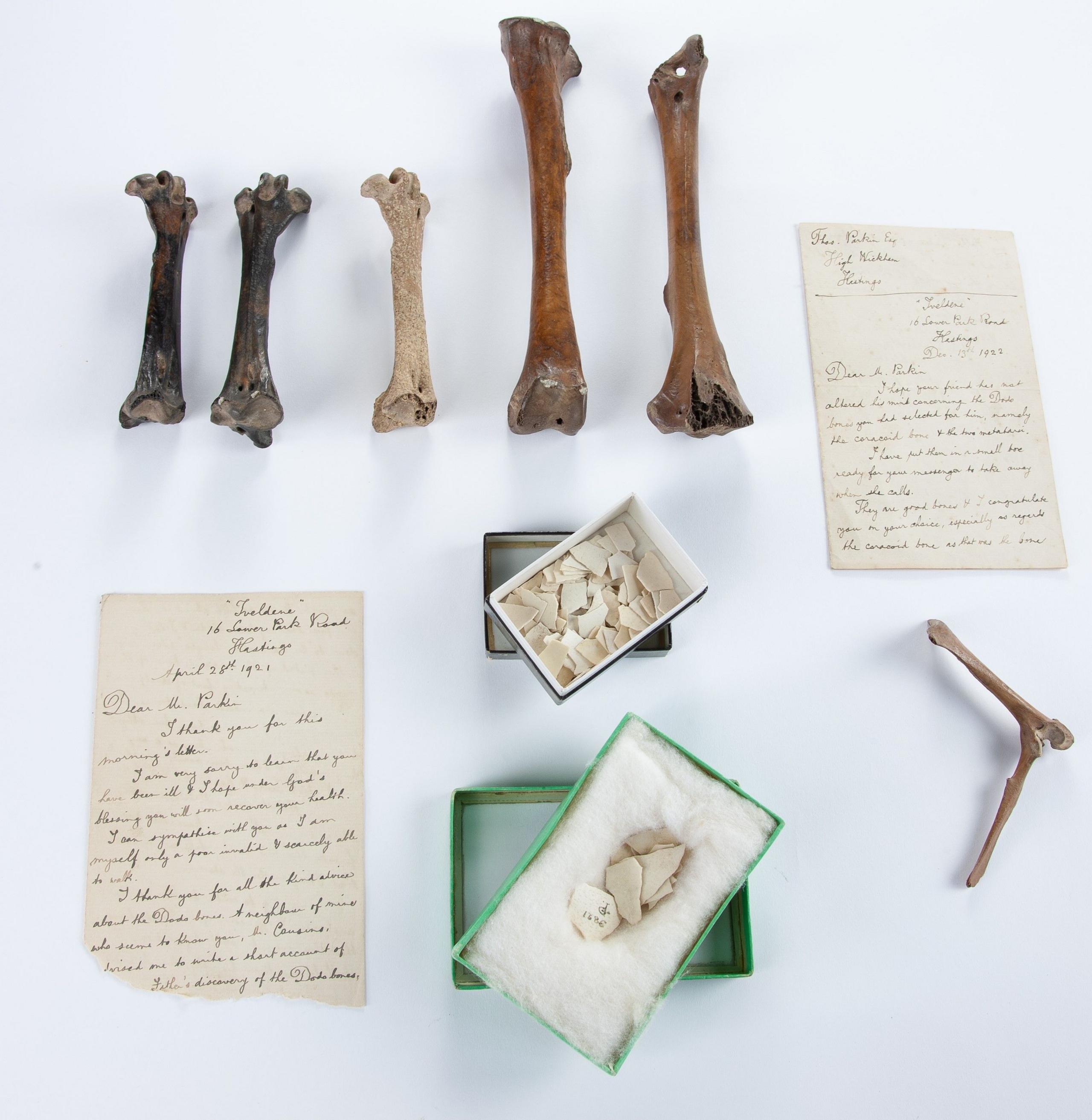 Sets of bones and shells, as well as two letters, are flat laid on a white background. 