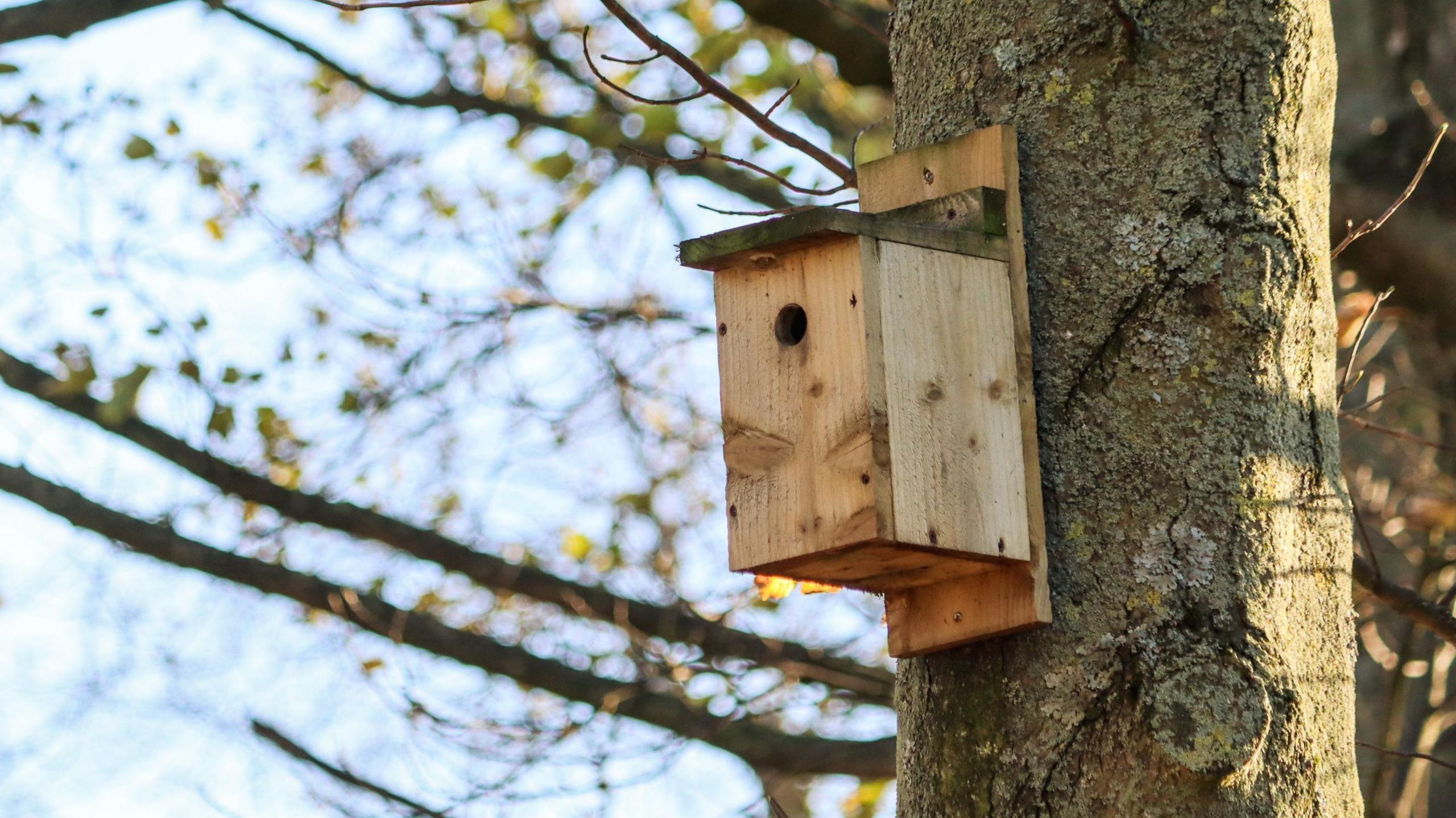 A wooden bird box is fixed onto a tree.