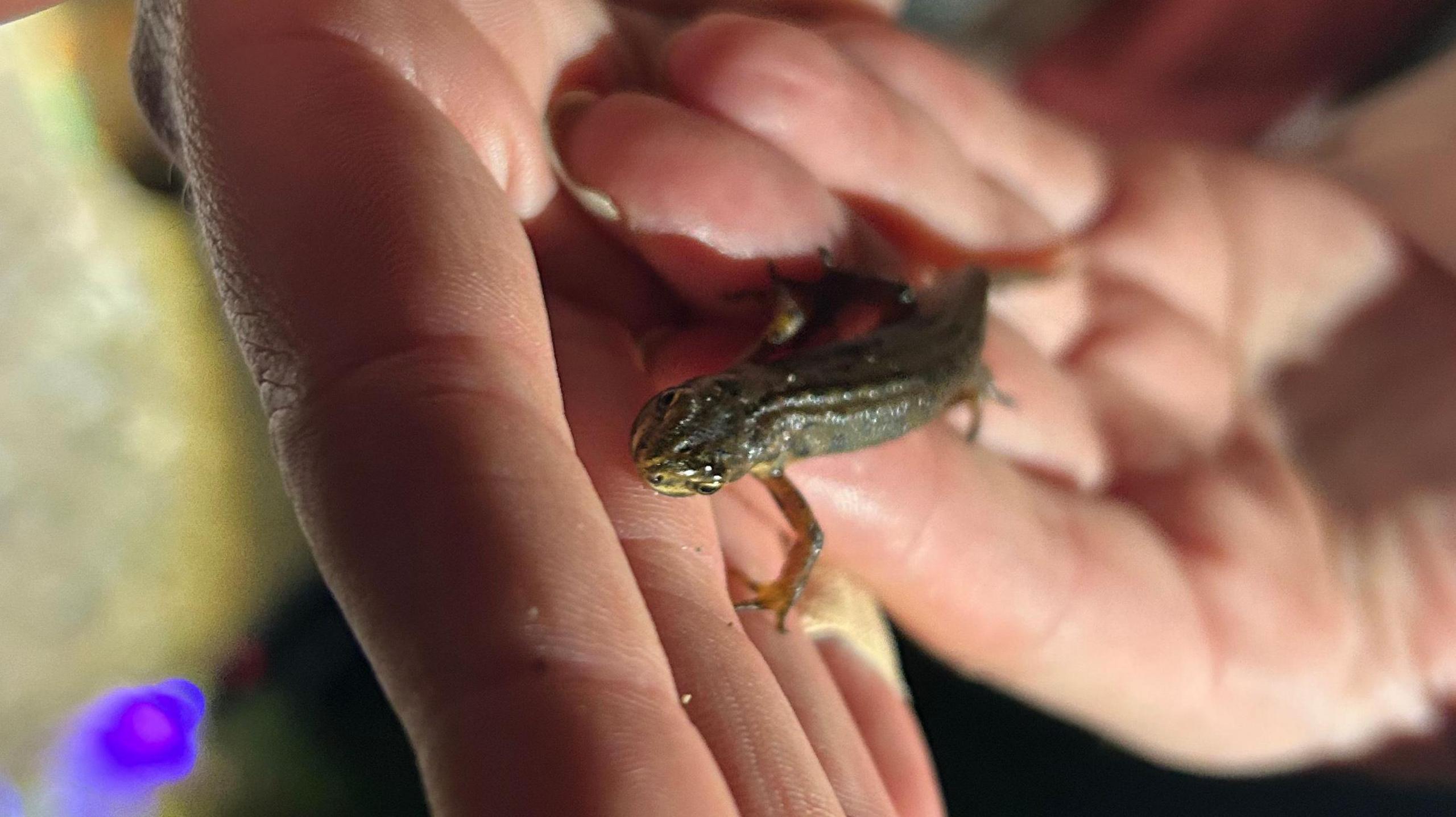 Close-up of a pair of hands with a small lizard-like creature in them that appears to be damp and is dark green in colour.