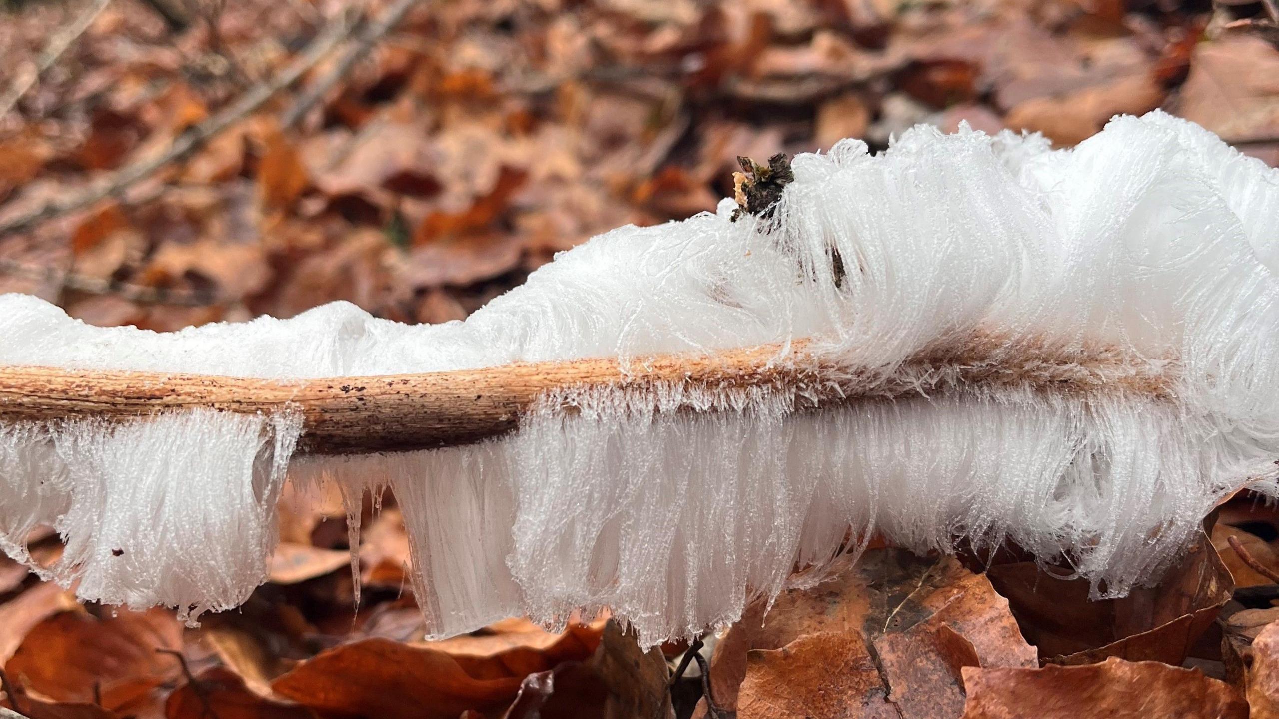 Hair ice on a branch in a woods 