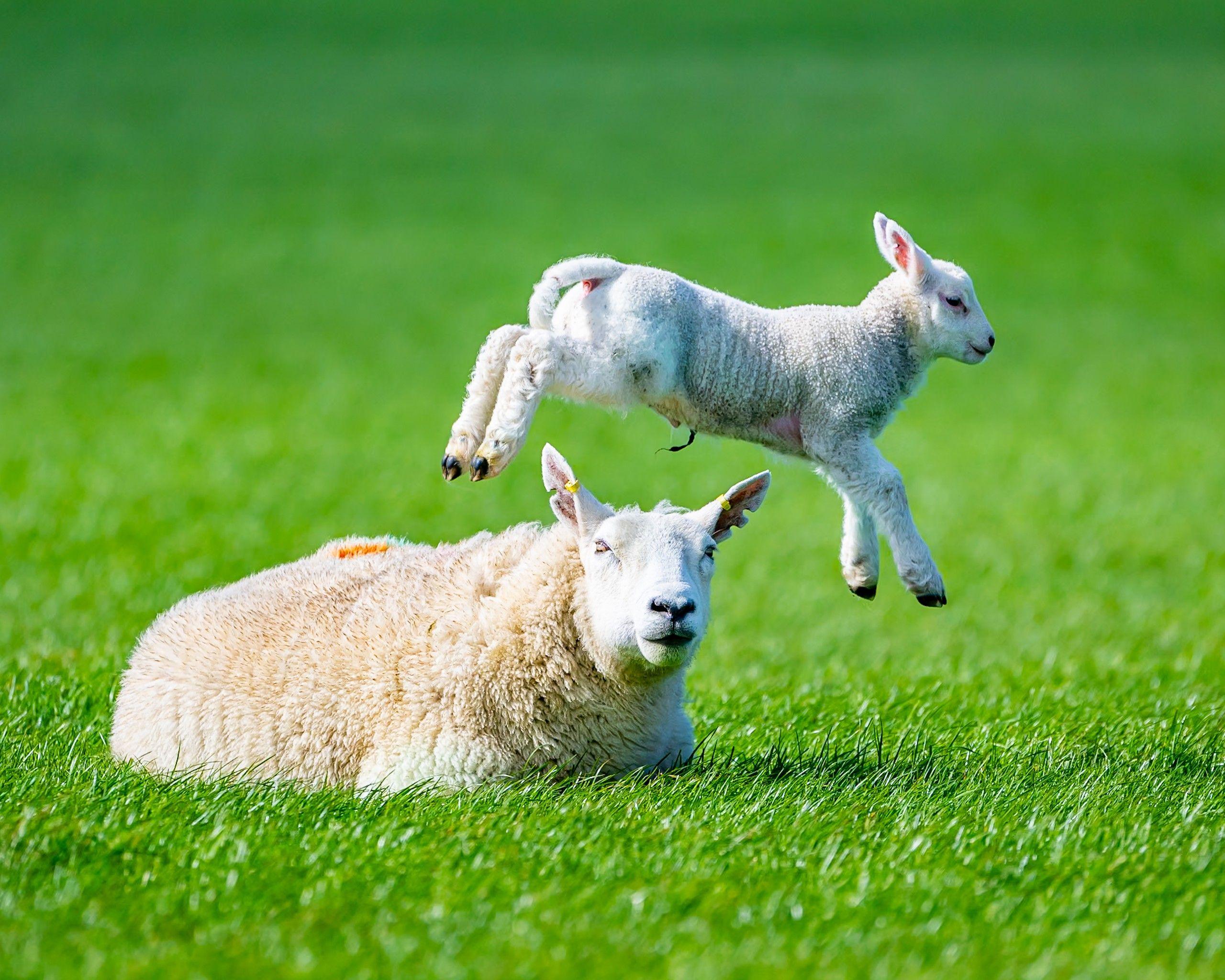 A lamb jumps over a sheep