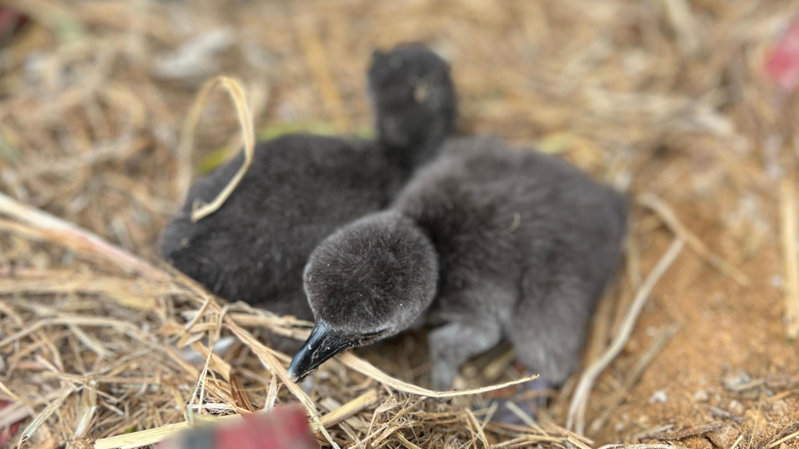 A black penguin chick has a peck at some straw.