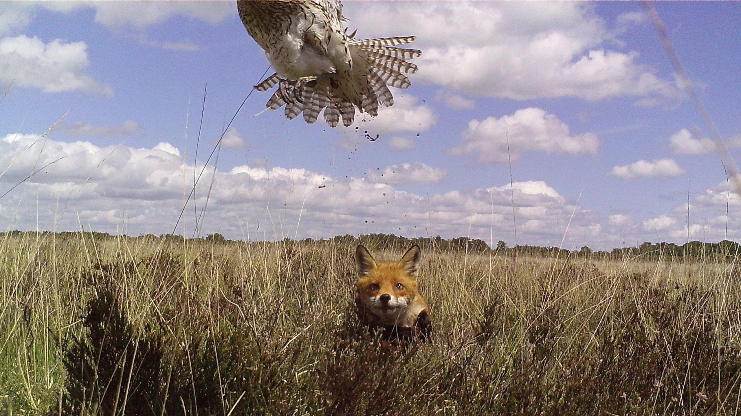 A fox, in the middle of the picture and standing in shrubbery, hunting a curlew, which can be seen trying to fly away from the fox. 