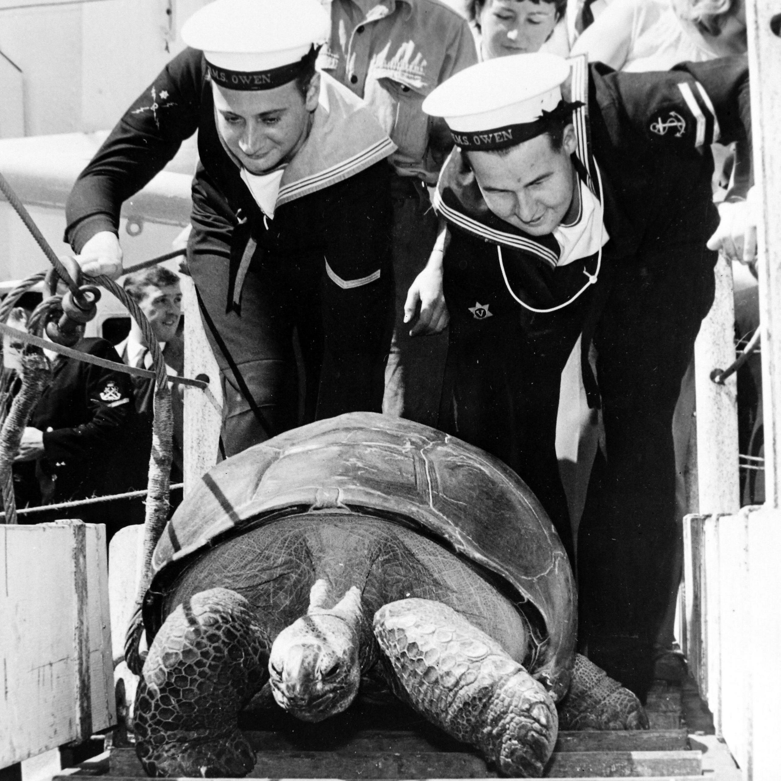 Two sailors help a giant tortoise down a wooden step ladder