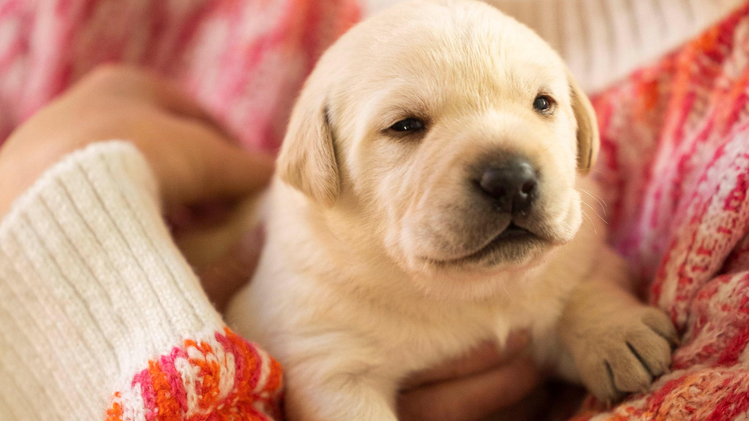 One of Sylvia's puppies