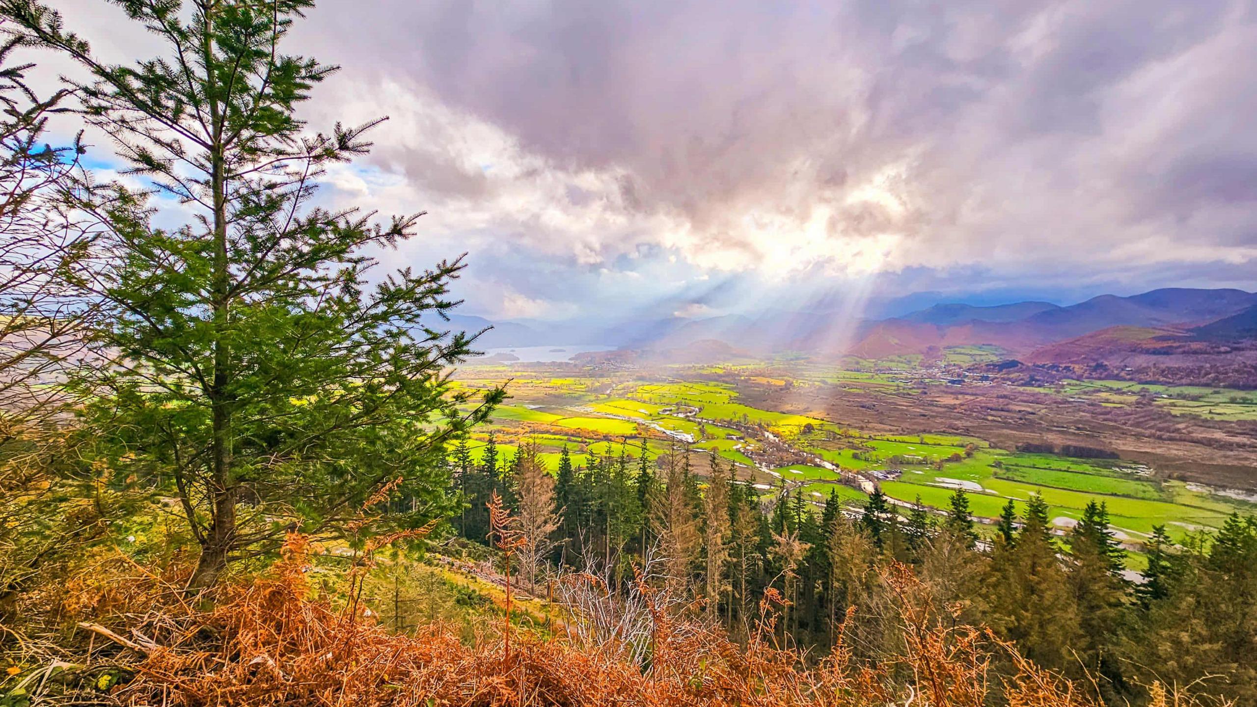 Hues of purple, green and orange were seen in vegetation in Dodd Wood near Keswick. The view looks down from a forest into a valley towards Keswick. 
