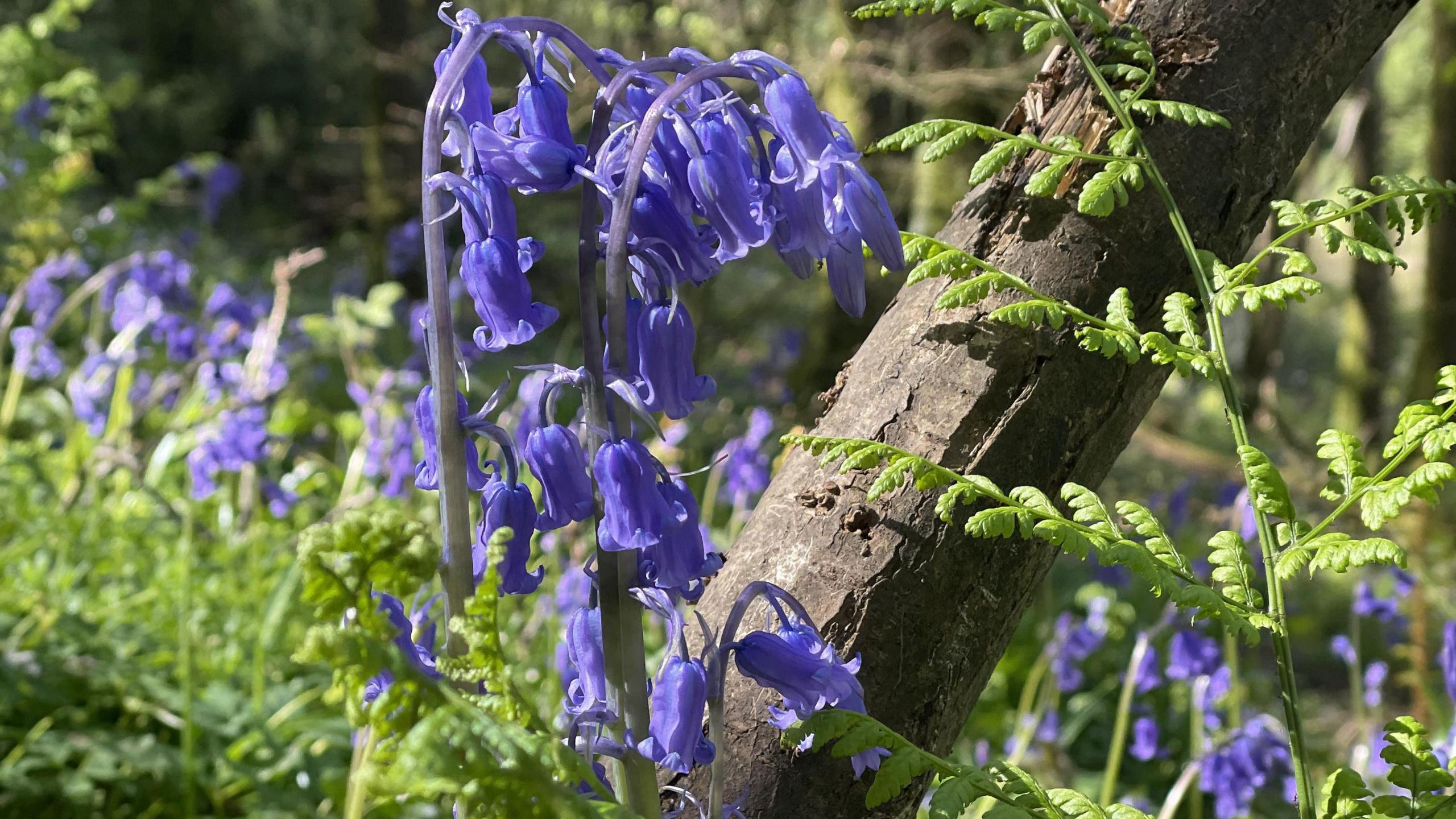 Close up of bluebells at Cadora Woods