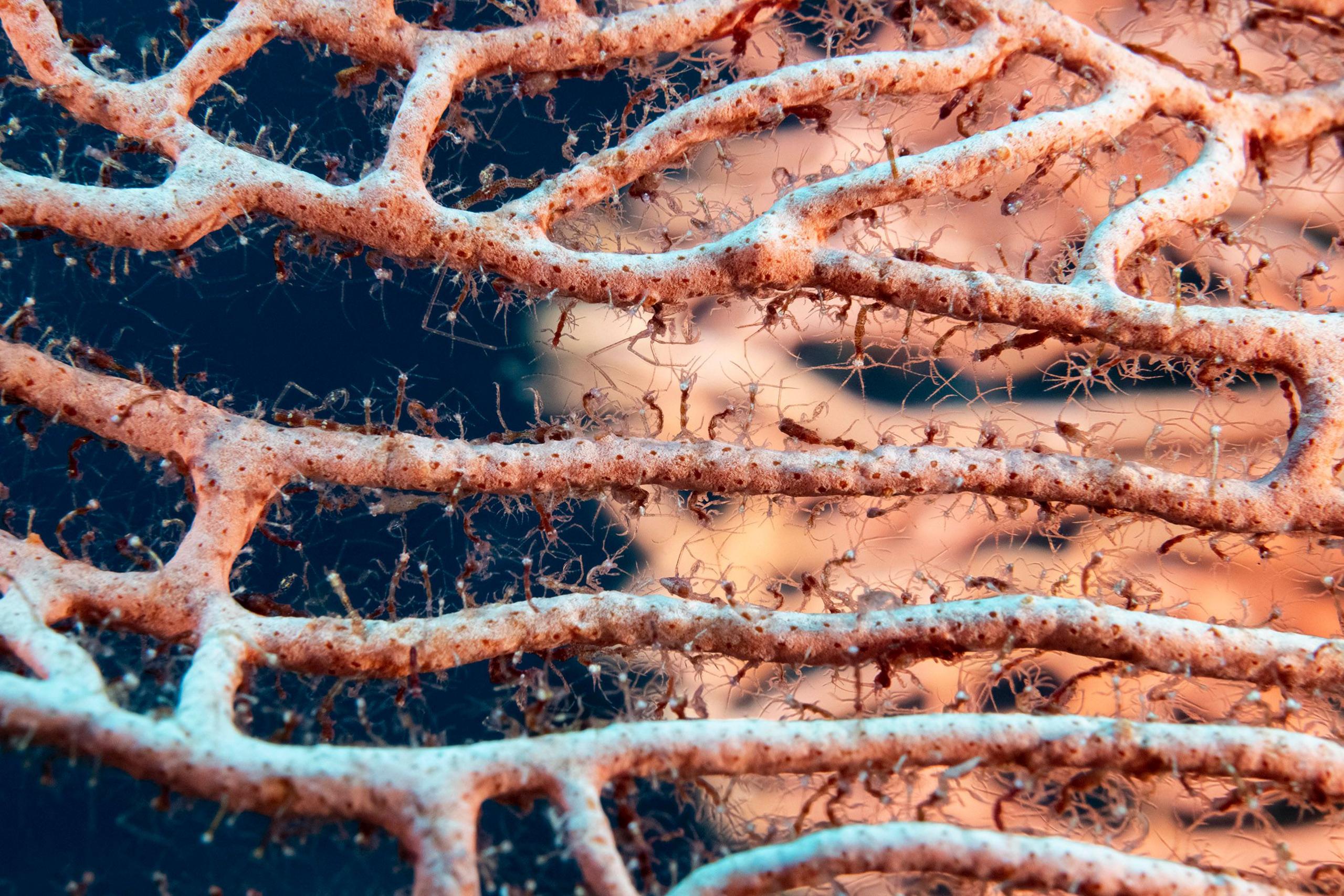 Thousands of Skeleton shrimps on a gorgonian coral 