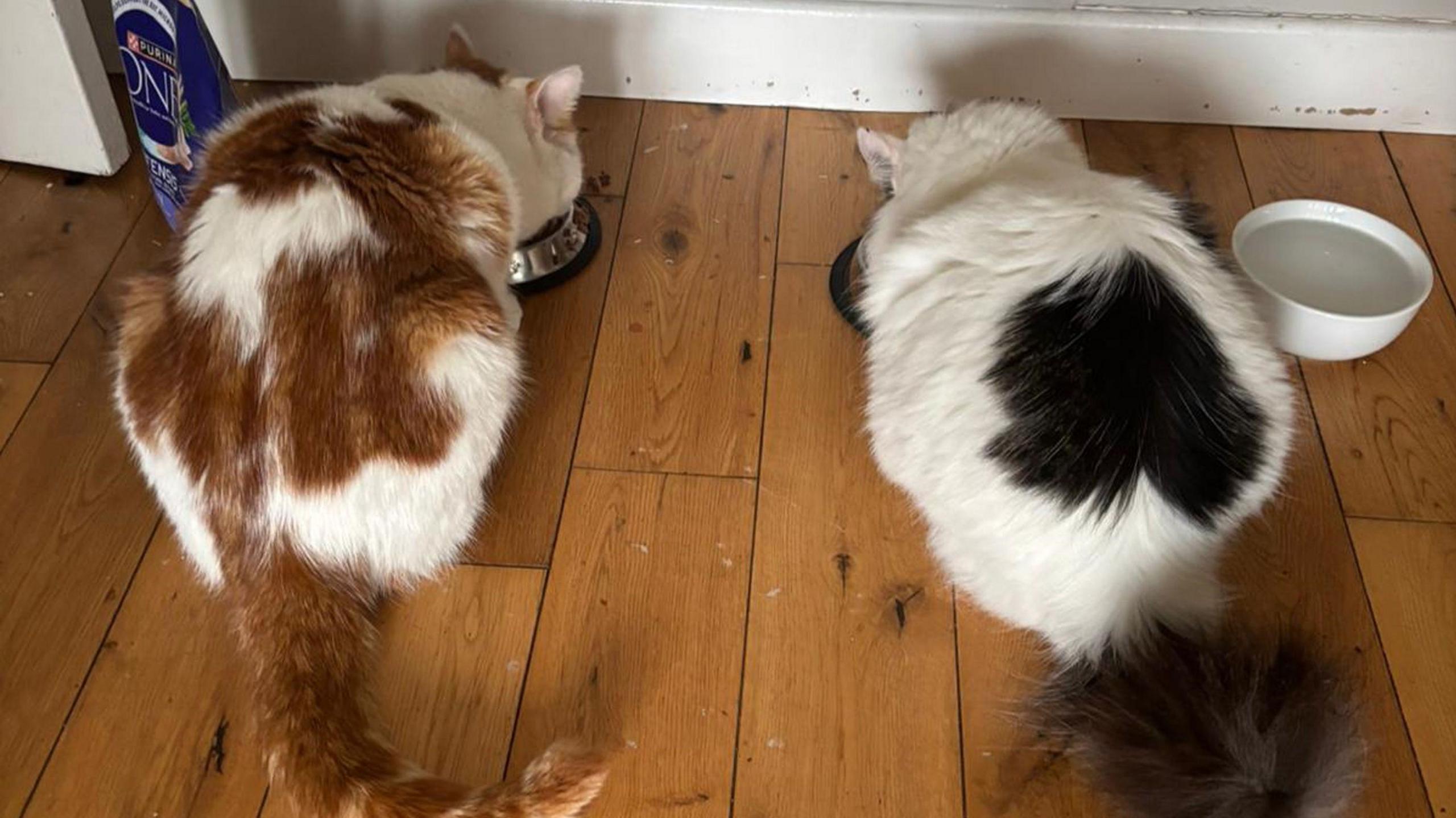 Beans and Missy, which are cats, eating from bowls on a wooden floor. Beans is white, with large ginger patches on his body and a ginger tail. Missy is to his right and is mainly white with a large heart-shaped patch on her lower back. She has a dark tail.