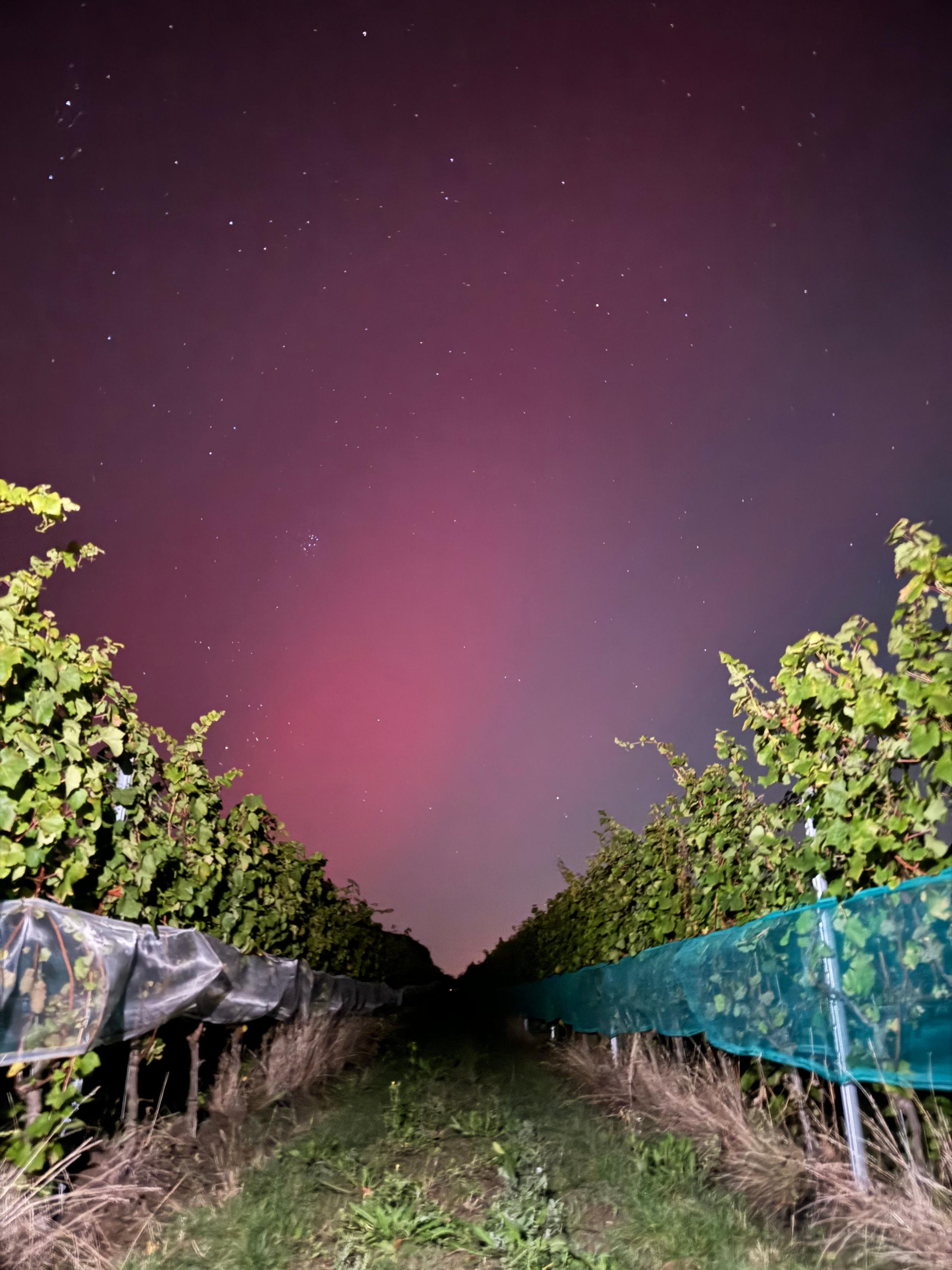 Northern lights seen in the distance from between vine rows at the Riverview Crouch Valley Vineyard in Hullbridge, Essex at 10pm on 10/10/24