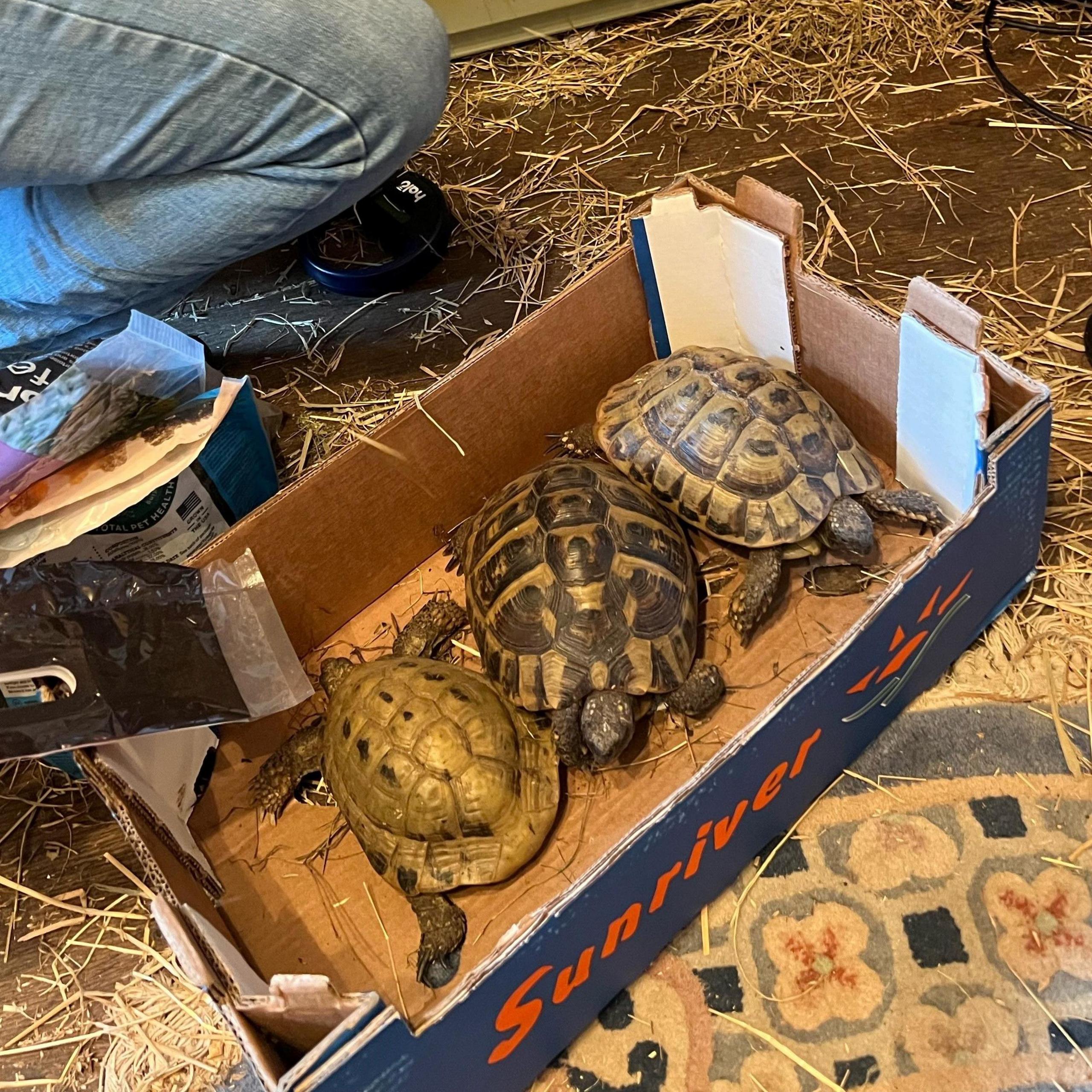 Three tortoises are in a cardboard box and a person is crouching close by it.  The box is on a floor strewn with straw.