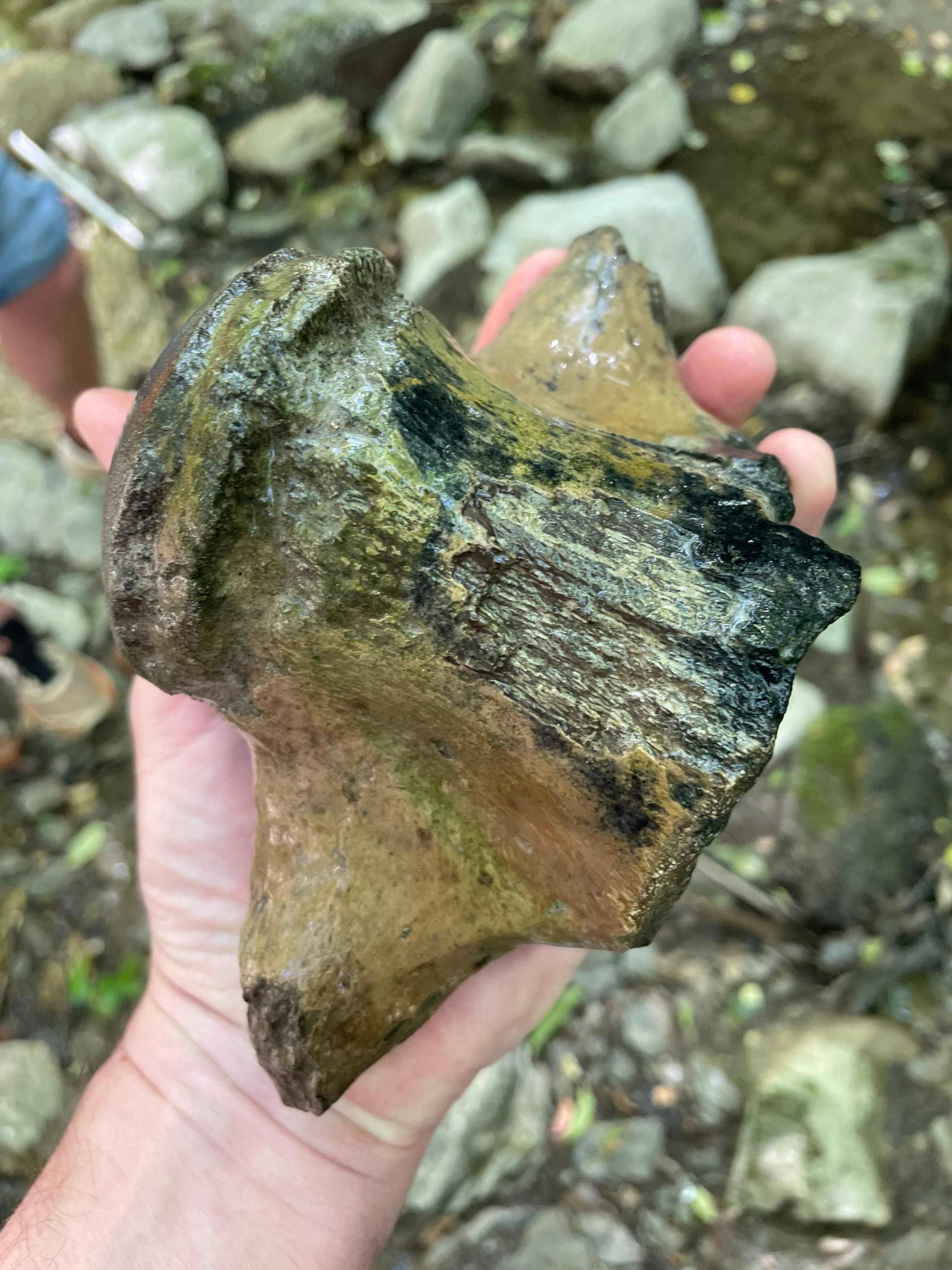 large Mosasaurus hoffmannii lumbar vertebrae