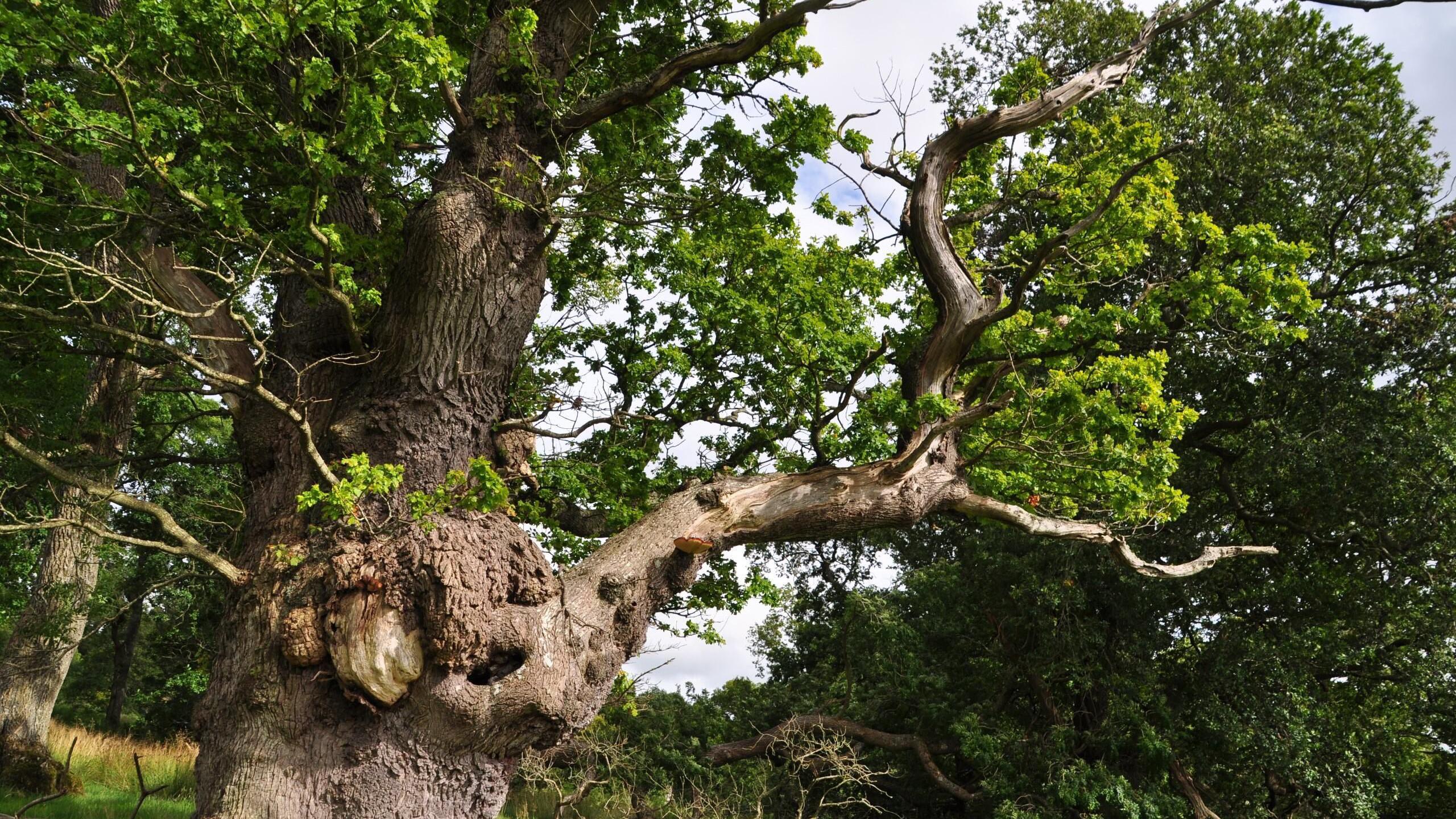 A photo looking up at a bulbous tree with a jagged branch sticking out 