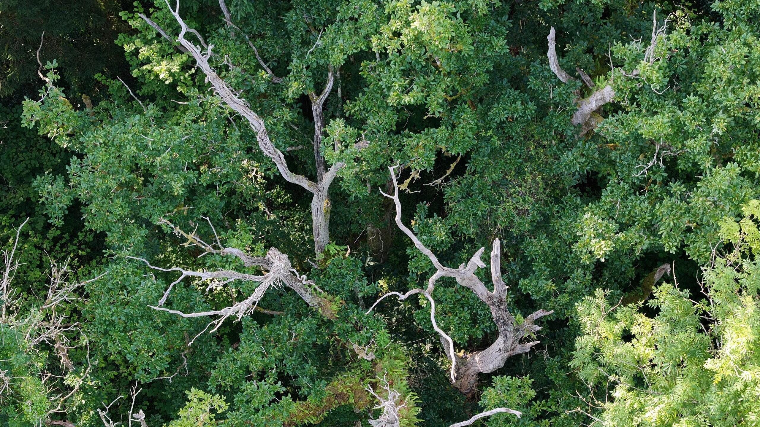 A bird's eye view of a tall tree, with its branches sticking above the tree canopy