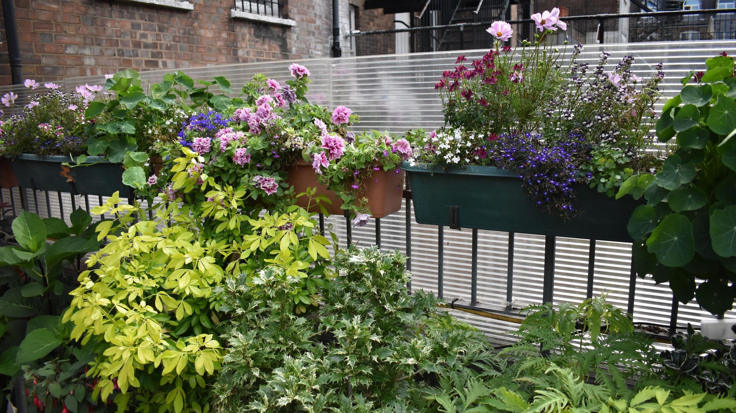 Part of a garden next to some railings, with lots of green, leafy plants in front of the railings, and a row of hanging baskets on the railings with purple and pink flowers.