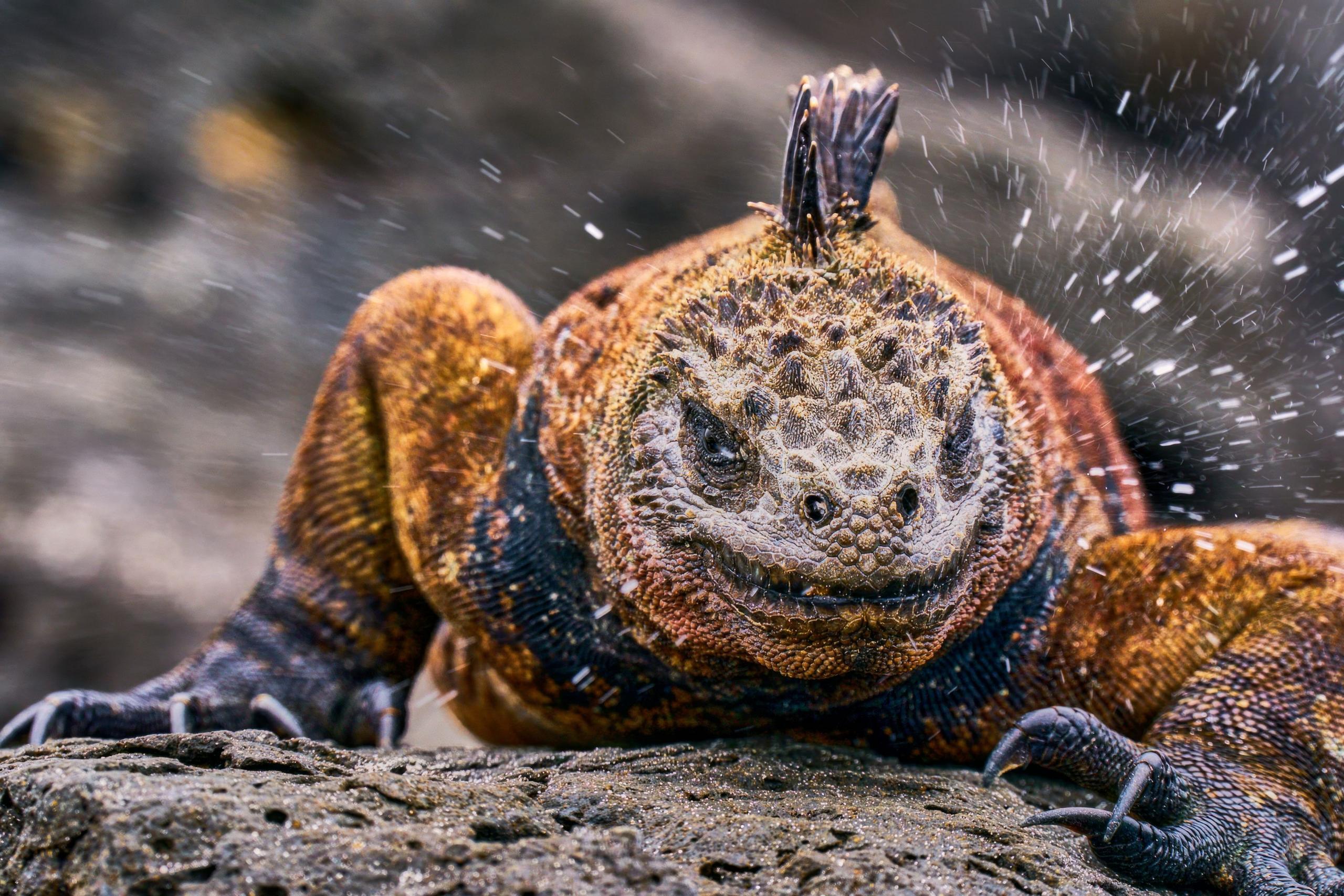 Marine iguana on a rock sneezing